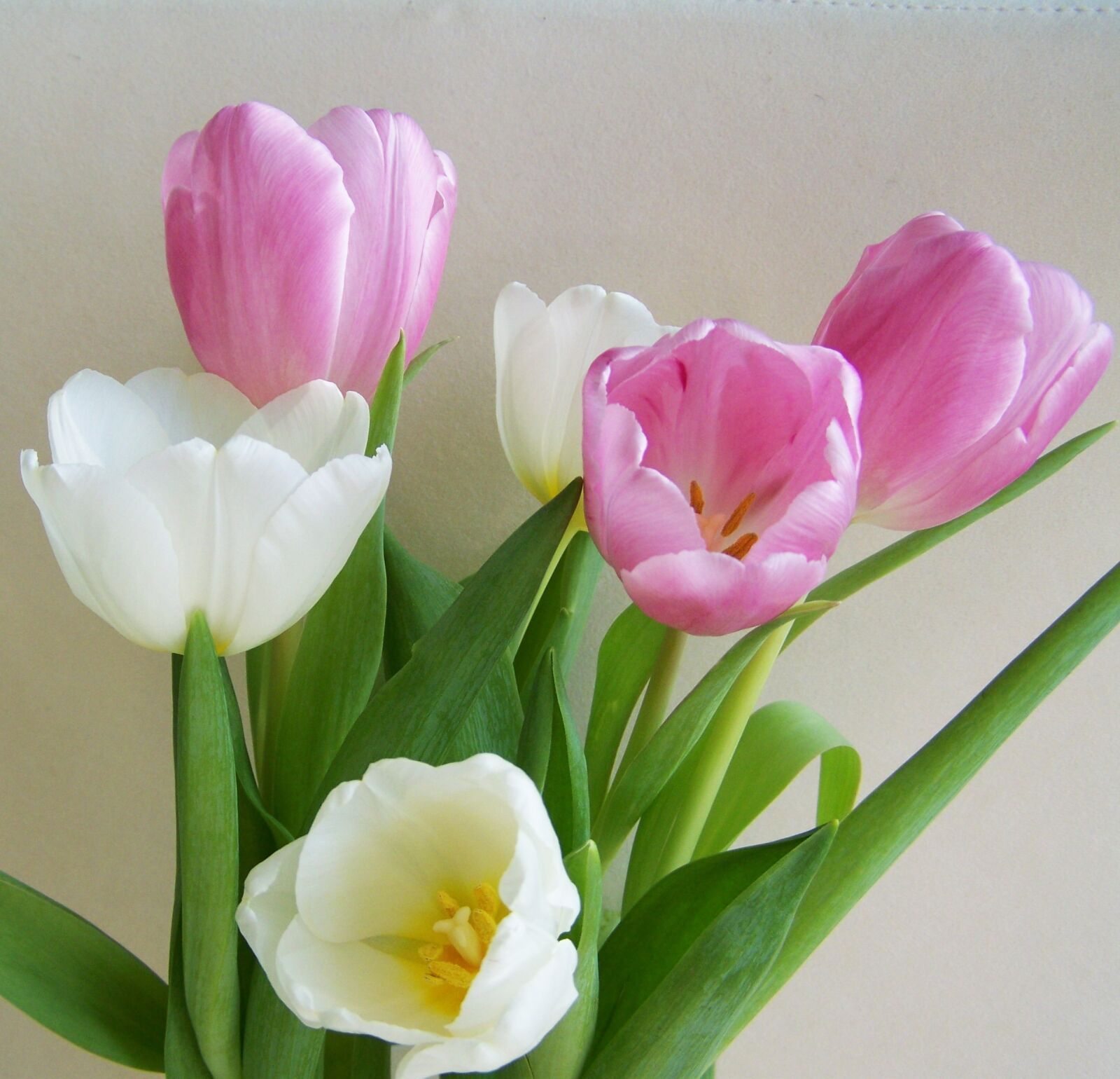 Kodak EASYSHARE ZD710 ZOOM DIGITAL CAMERA sample photo. Tulip bouquet, pinkish-white, cut photography