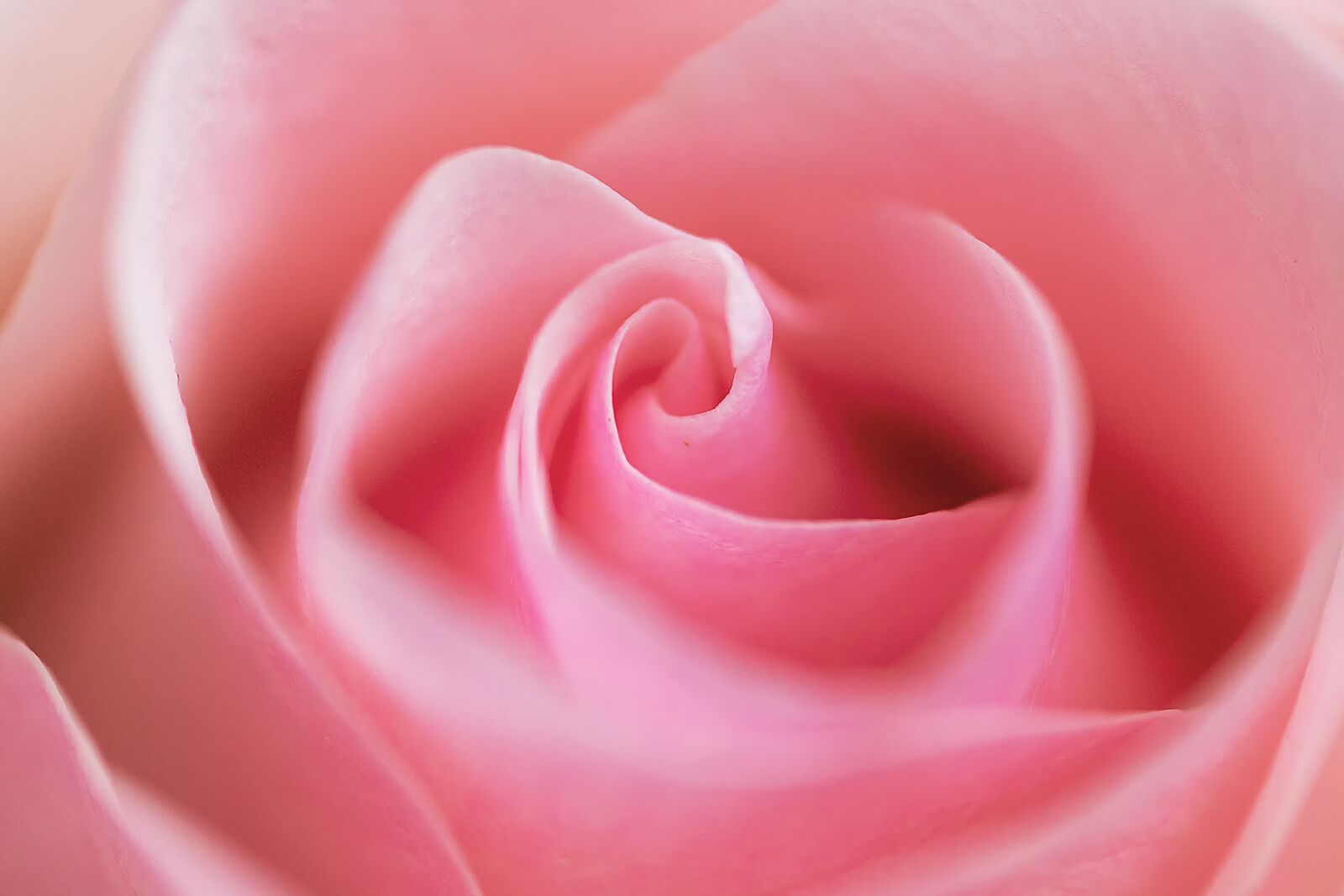 Sony a7R III + Sony FE 90mm F2.8 Macro G OSS sample photo. Rose, pink, flower photography