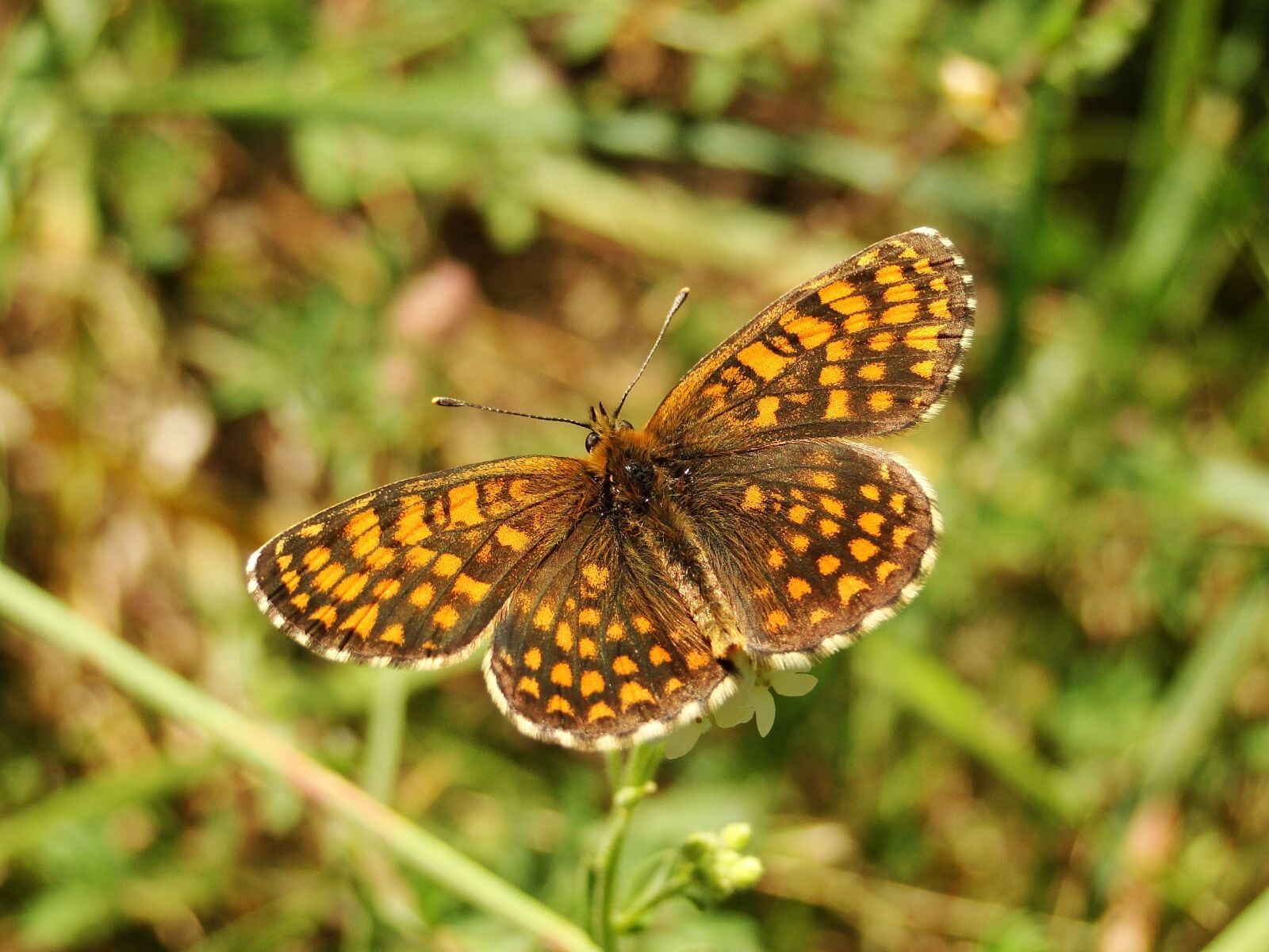 Sony Cyber-shot DSC-HX1 sample photo. Nature, butterfly day, insect photography