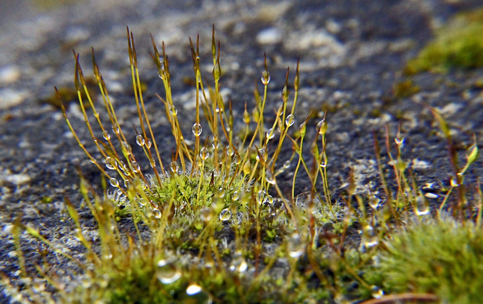 Sony DT 18-200mm F3.5-6.3 sample photo. Droplets, macro, moss, plants photography