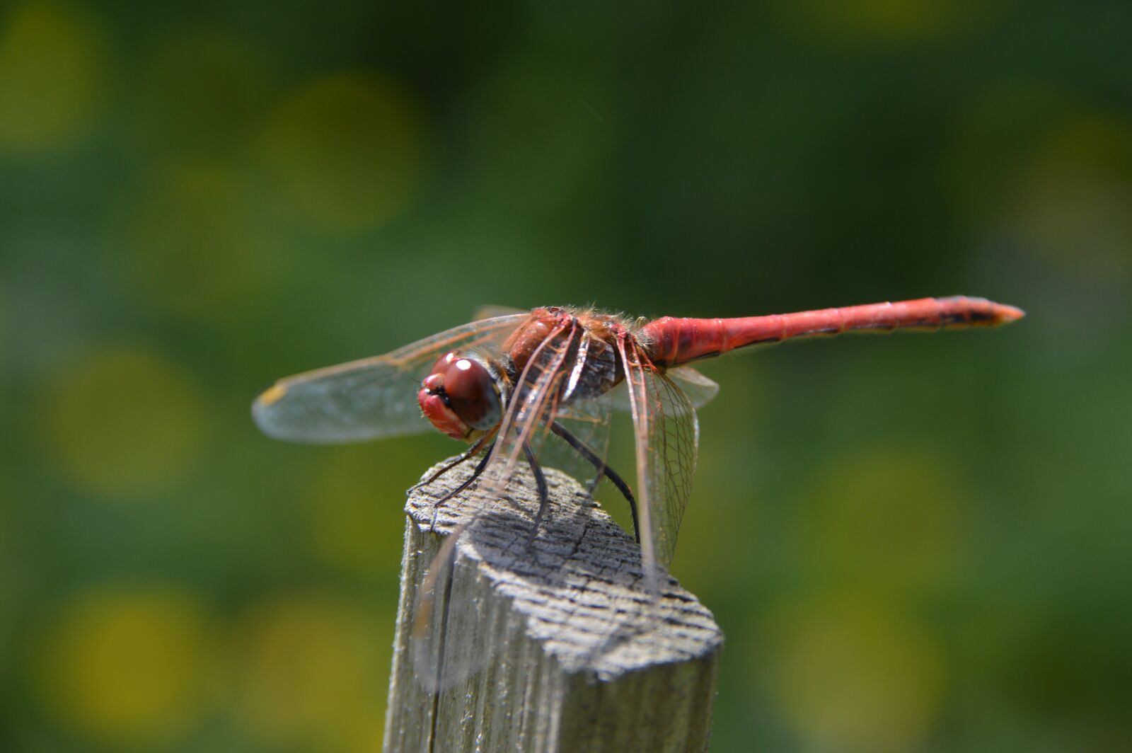 Nikon D3200 sample photo. Red, dragonfly, macro photography