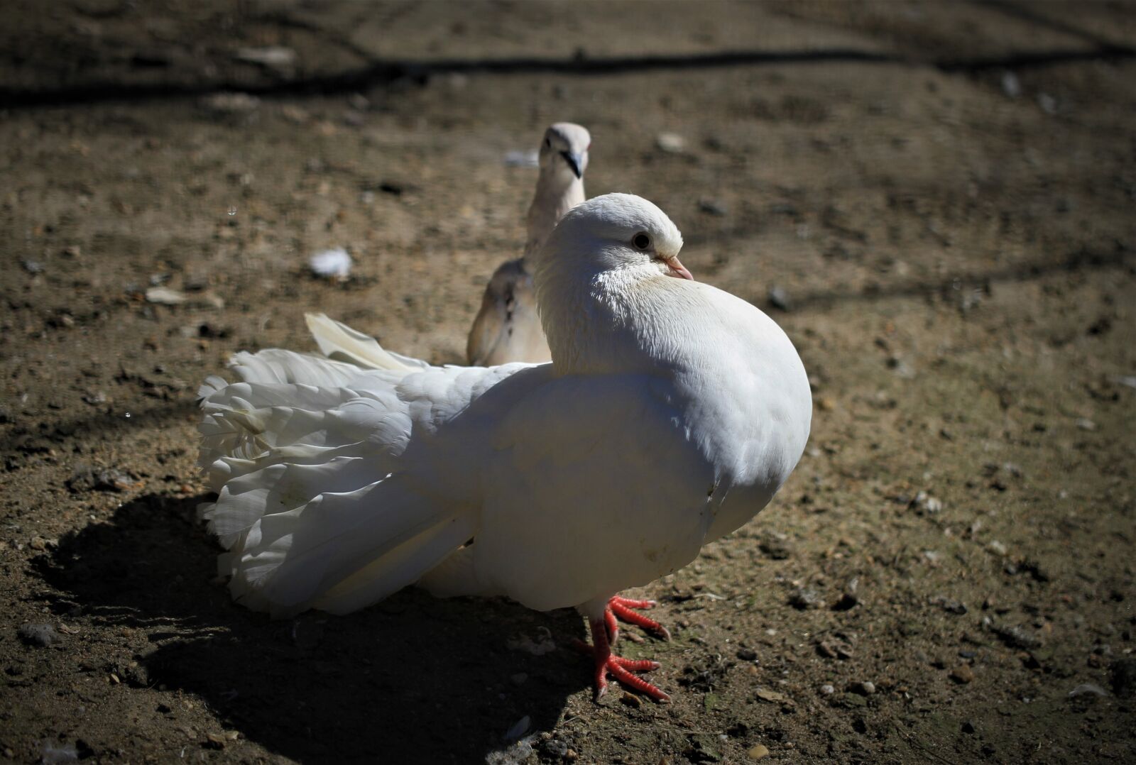 Canon EOS 7D sample photo. Pigeons, love dance, courtship photography