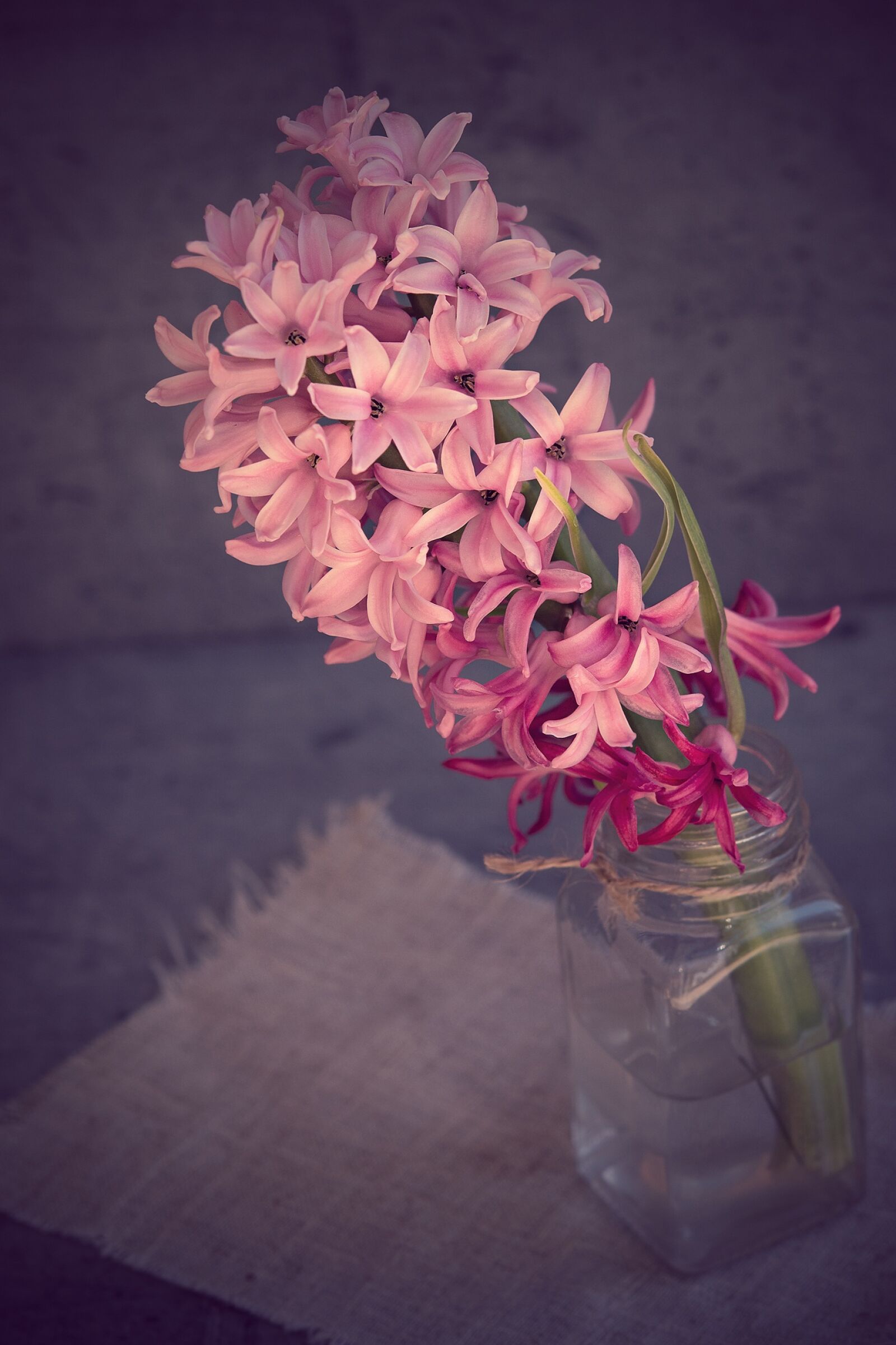 Nikon D7100 sample photo. Hyacinth, flower, pink photography