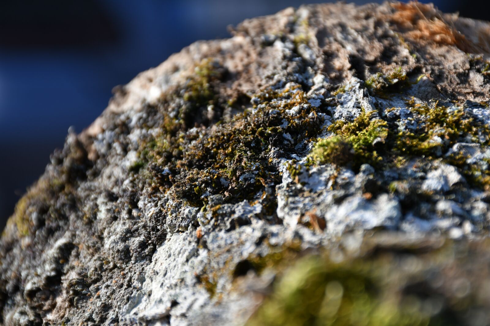 Nikon D7500 sample photo. Trees, moss, green photography