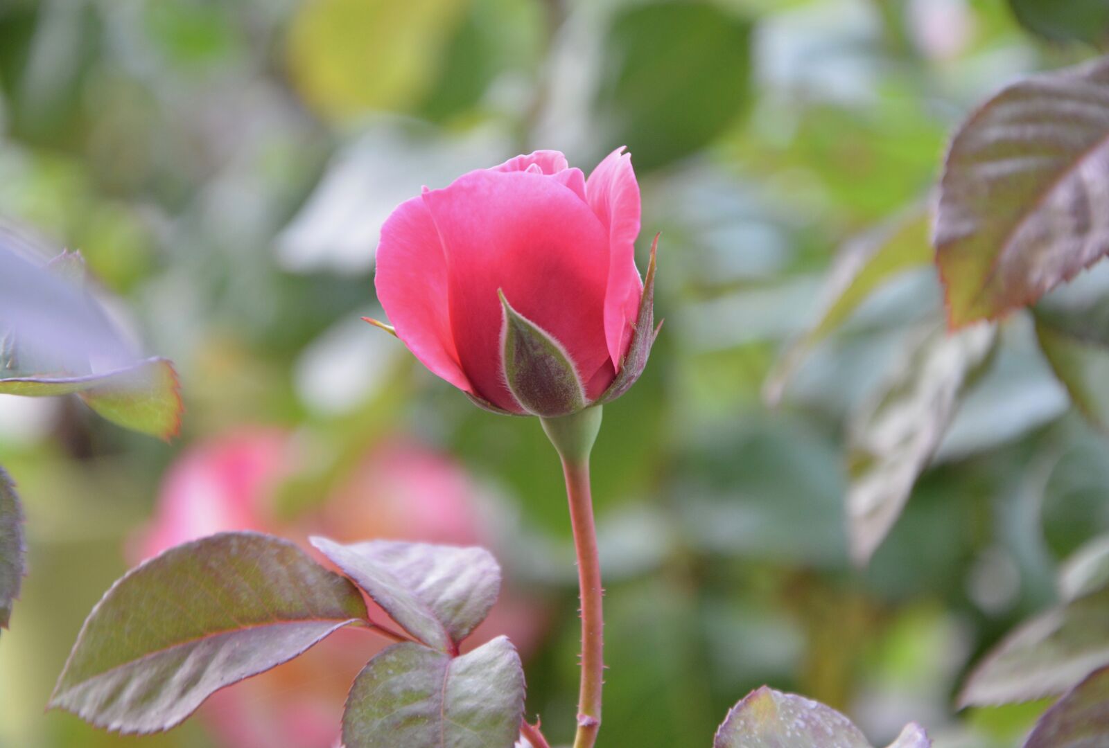 Nikon D5200 sample photo. Pink, flower, rosebush photography