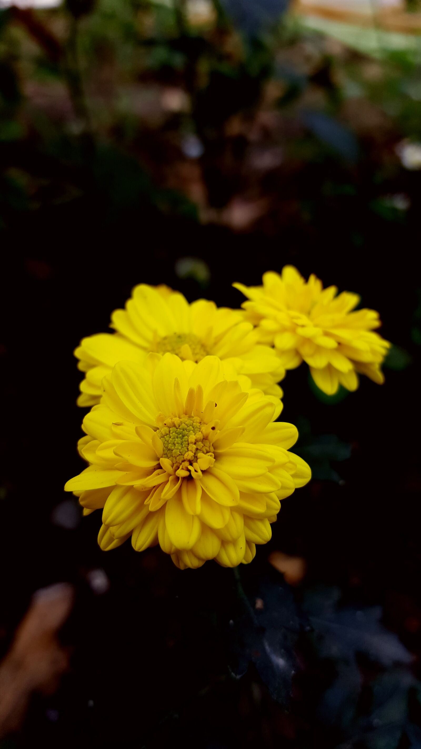 Samsung Galaxy S6 sample photo. Samsung, galaxy, s6 photography