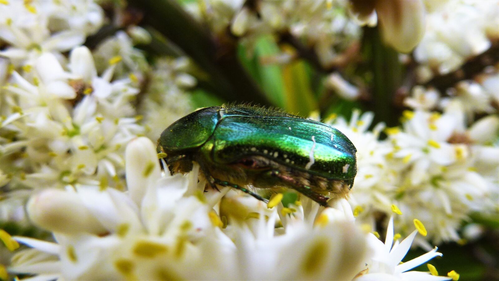 Panasonic Lumix DMC-ZS10 (Lumix DMC-TZ20 / Lumix DMC-TZ22) sample photo. Insect, nature, flower photography