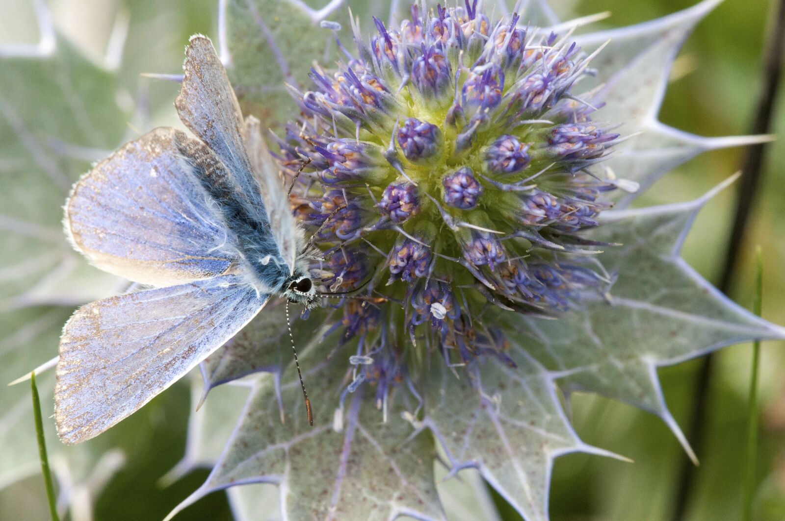 Nikon D300 sample photo. Common blue butterfly, sea photography