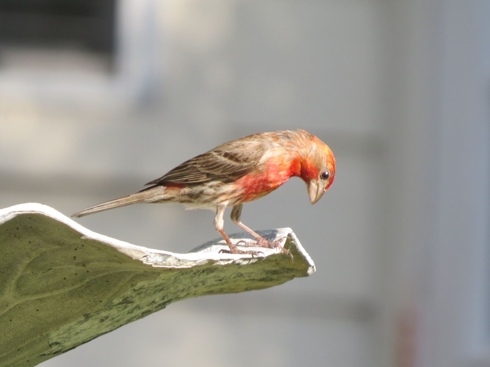 Canon PowerShot SX50 HS sample photo. Bird, colorful, wildlife photography