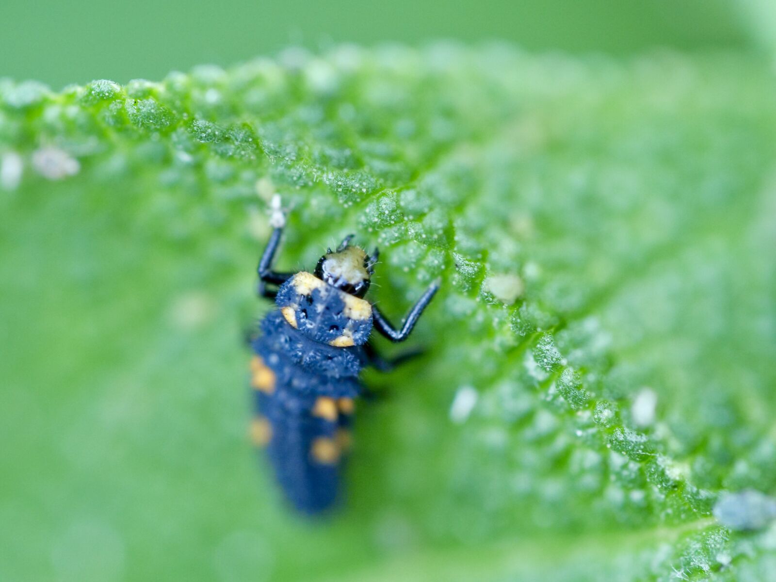 Panasonic Lumix DC-G9 sample photo. Insect, macro, beetle photography
