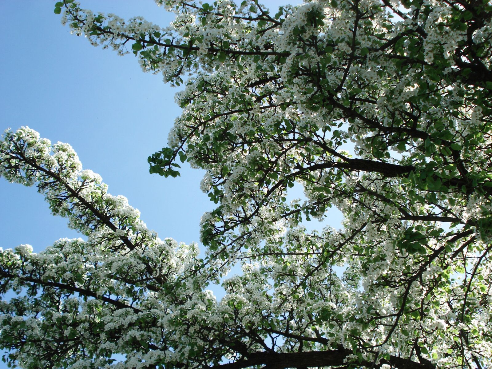 Sony DSC-W30 sample photo. Flowering tree, tree, flowers photography