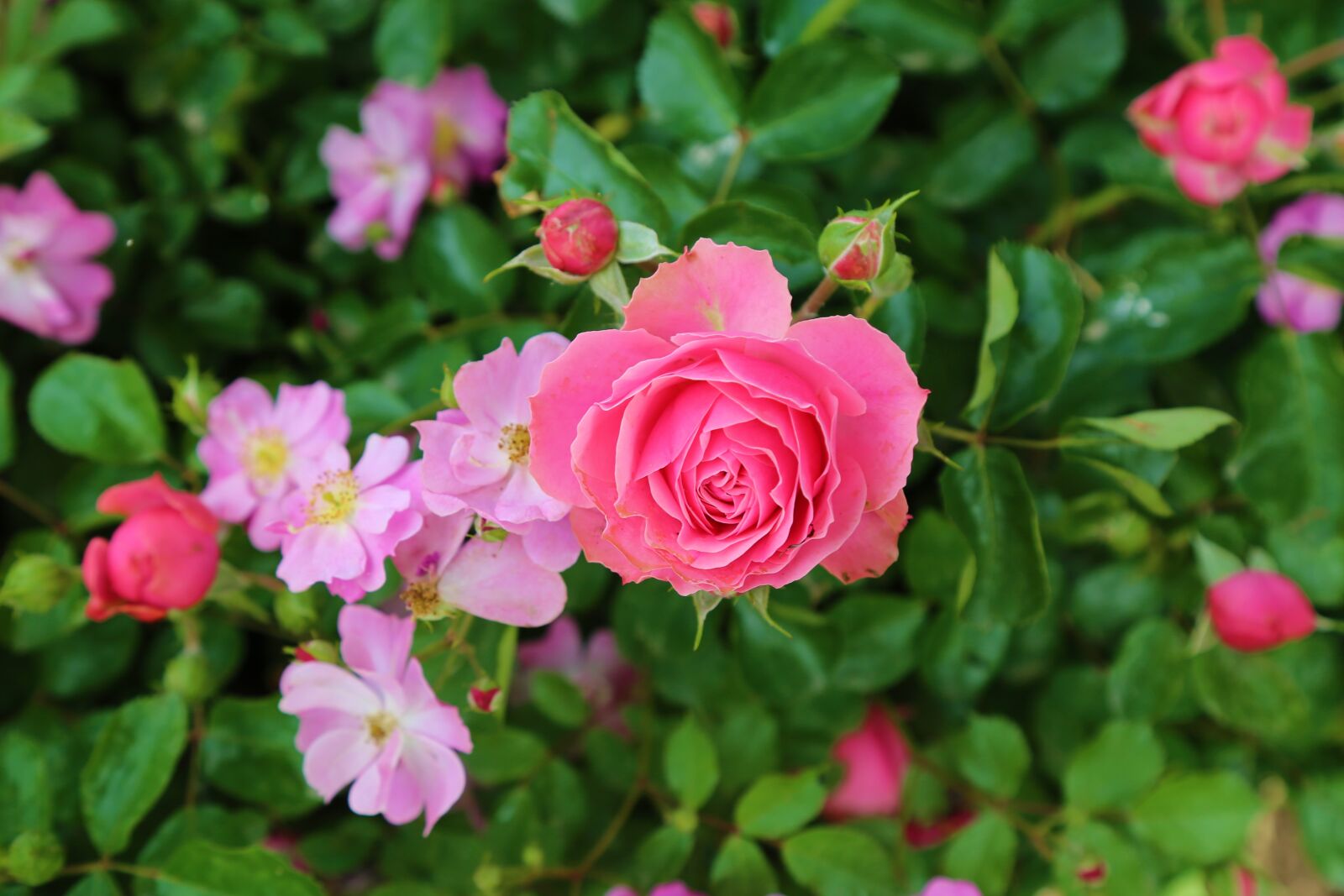 Canon EF 24-105mm F4L IS USM sample photo. Rose, flower, nature photography