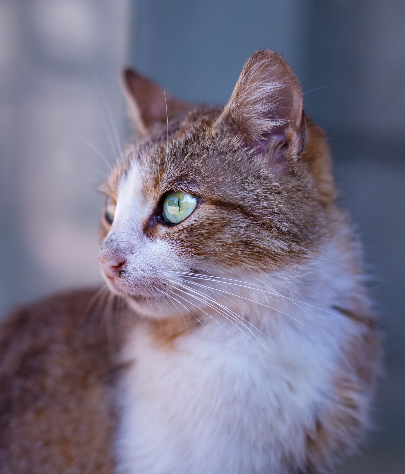 Canon EOS 6D + Canon EF 50mm F1.4 USM sample photo. Animal, cat, close-up photography