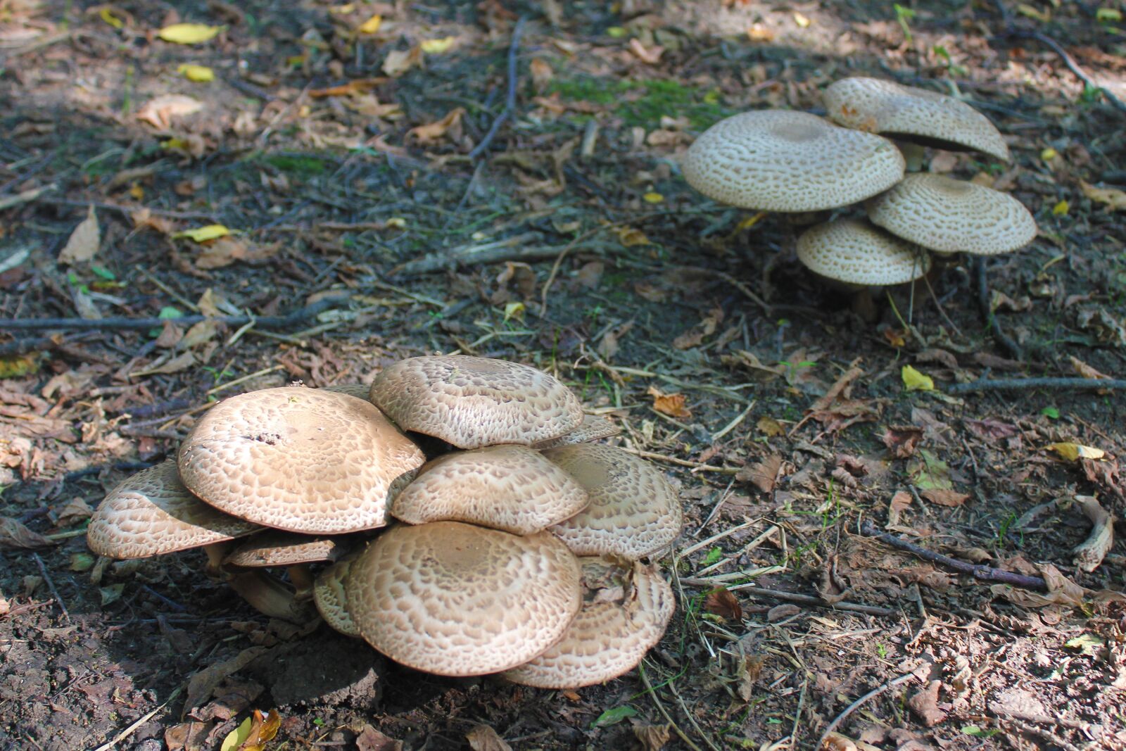 Canon EOS 550D (EOS Rebel T2i / EOS Kiss X4) sample photo. Mushrooms, flora, nature photography