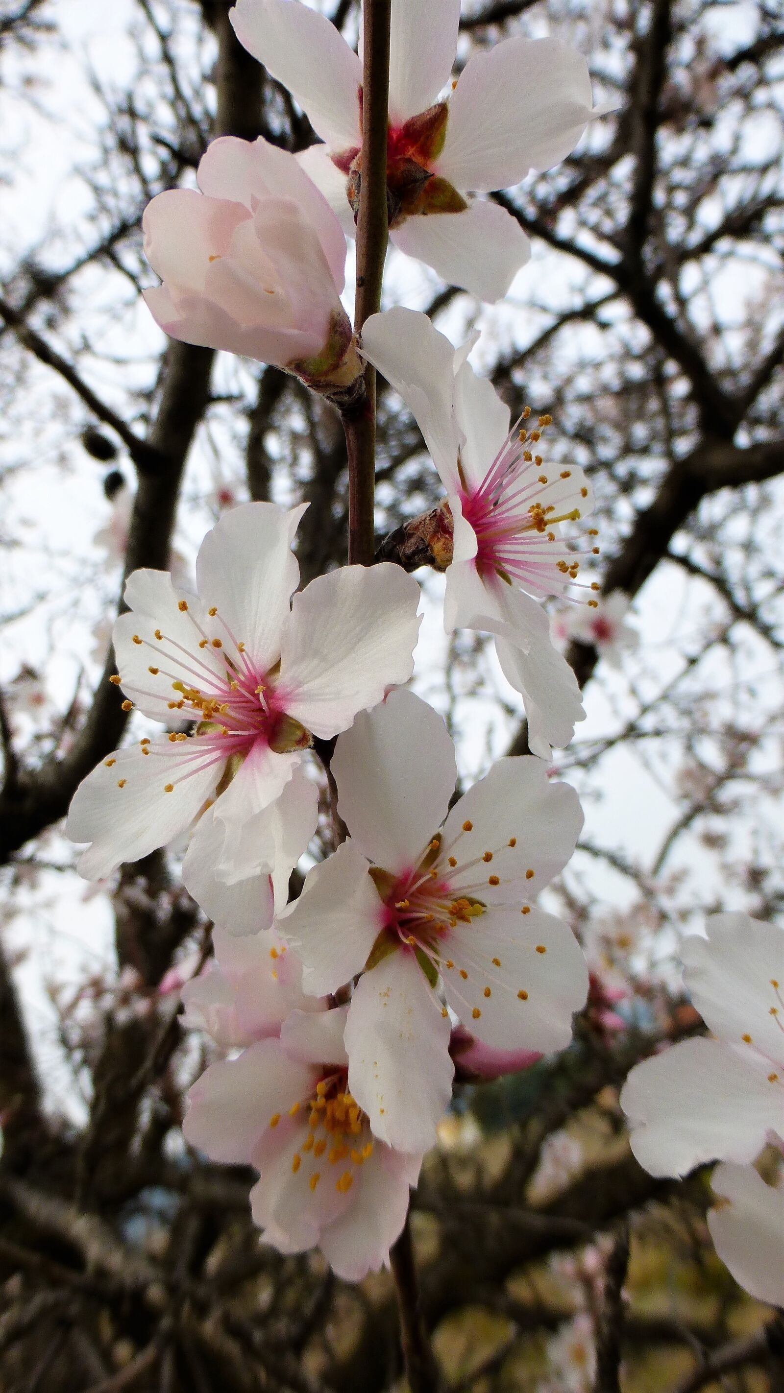 Panasonic Lumix DMC-ZS25 (Lumix DMC-TZ35) sample photo. Branch, flower, tree photography