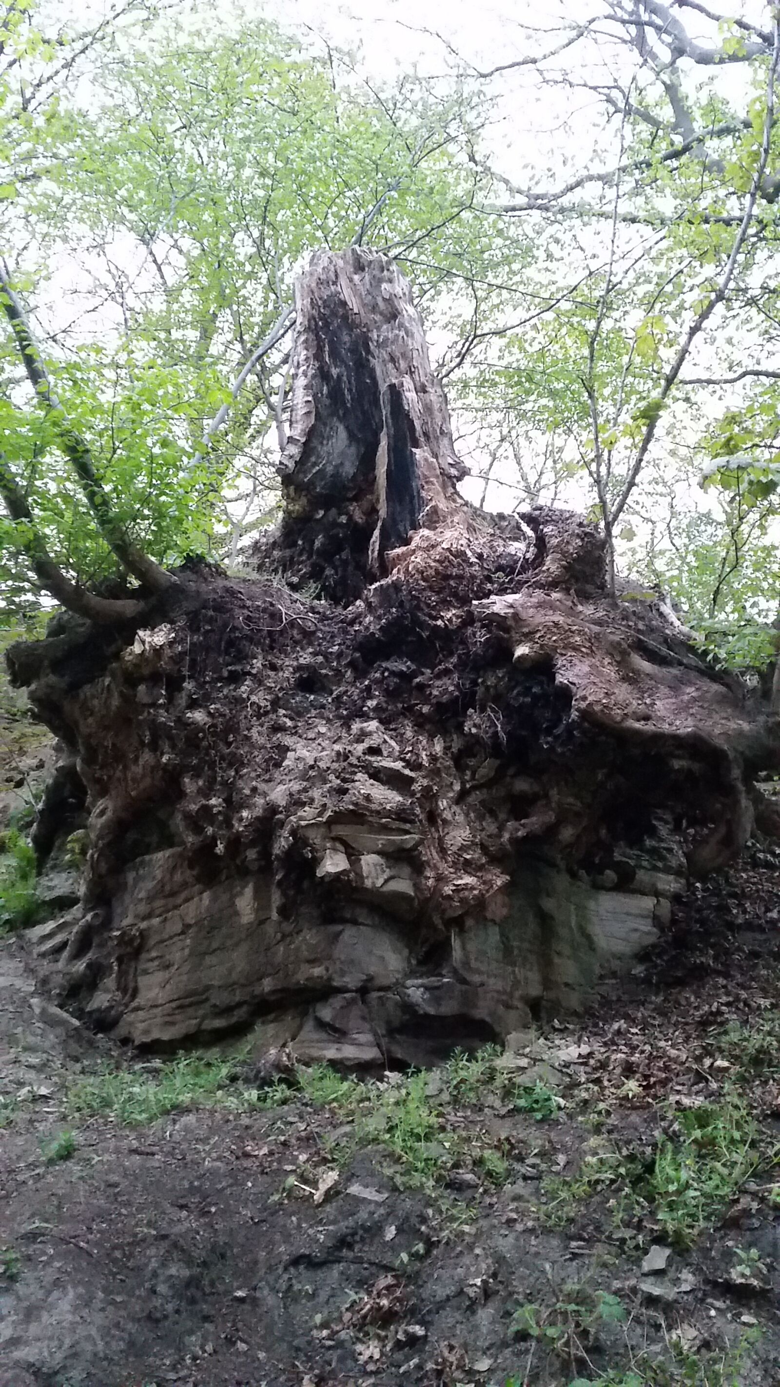 Samsung Galaxy S5 sample photo. Wood, tree, roots photography