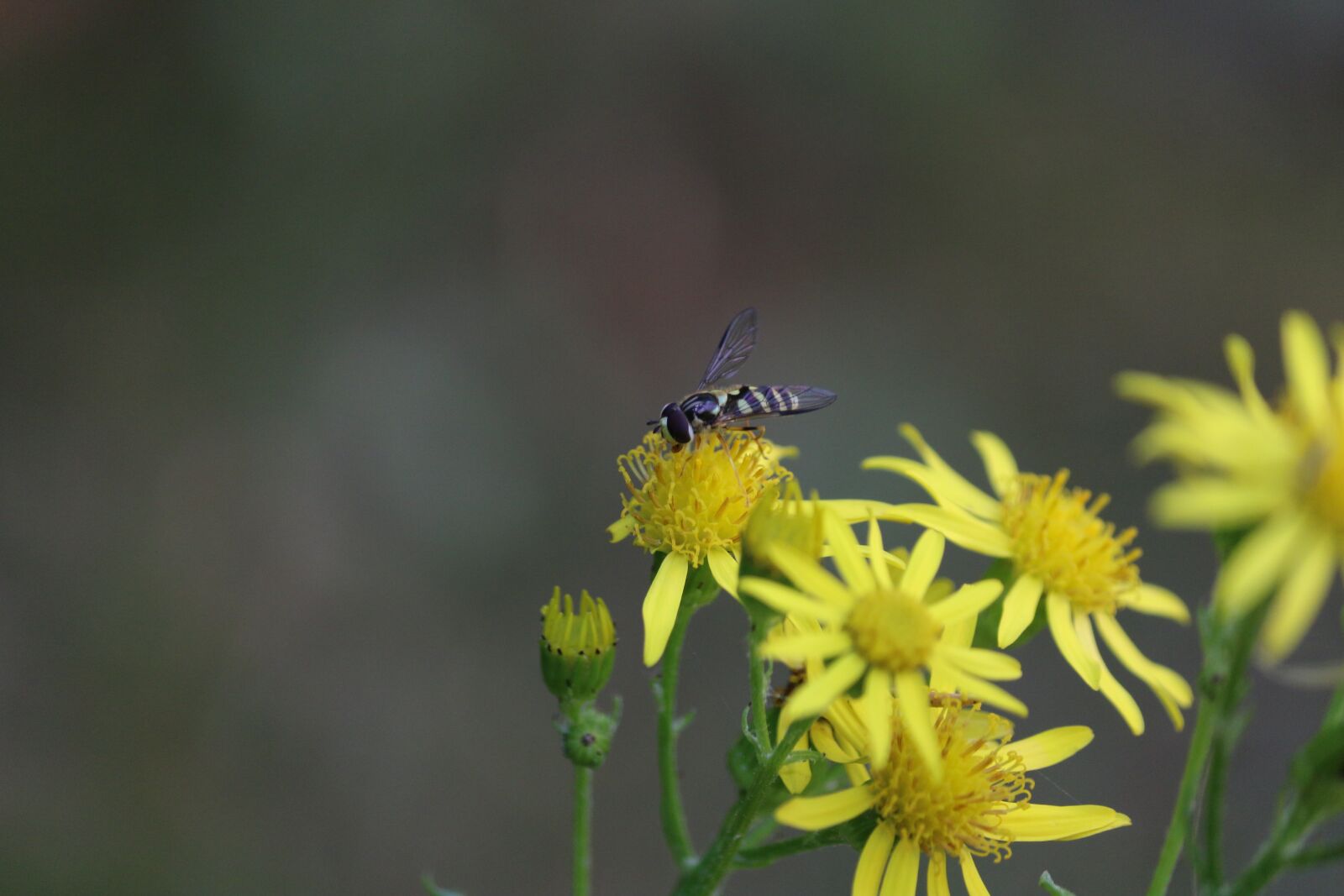 Canon EOS 70D sample photo. Fly, insect, mouchette photography