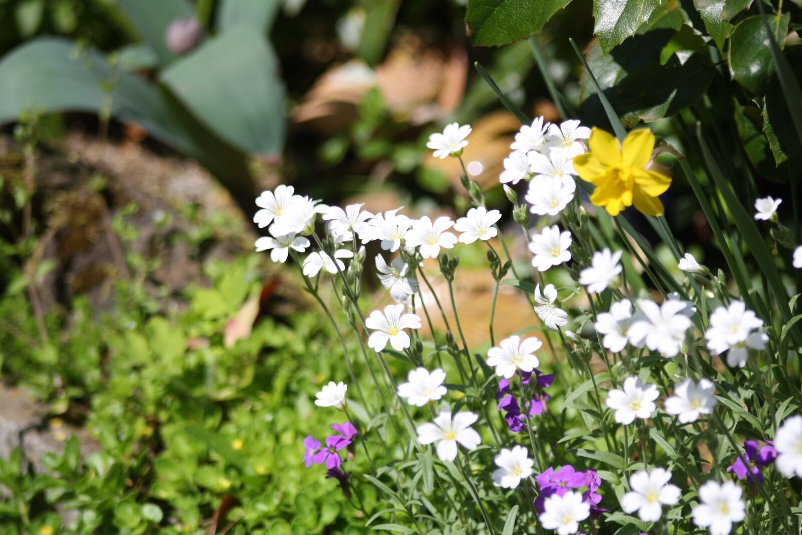 Canon EOS 1000D (EOS Digital Rebel XS / EOS Kiss F) sample photo. Garden, white, yellow photography