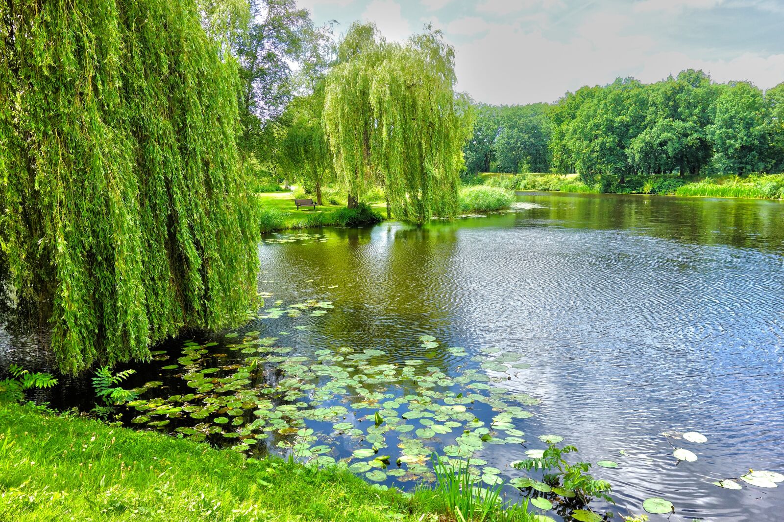 Sony Cyber-shot DSC-RX100 sample photo. Pond, willow, weeping willow photography