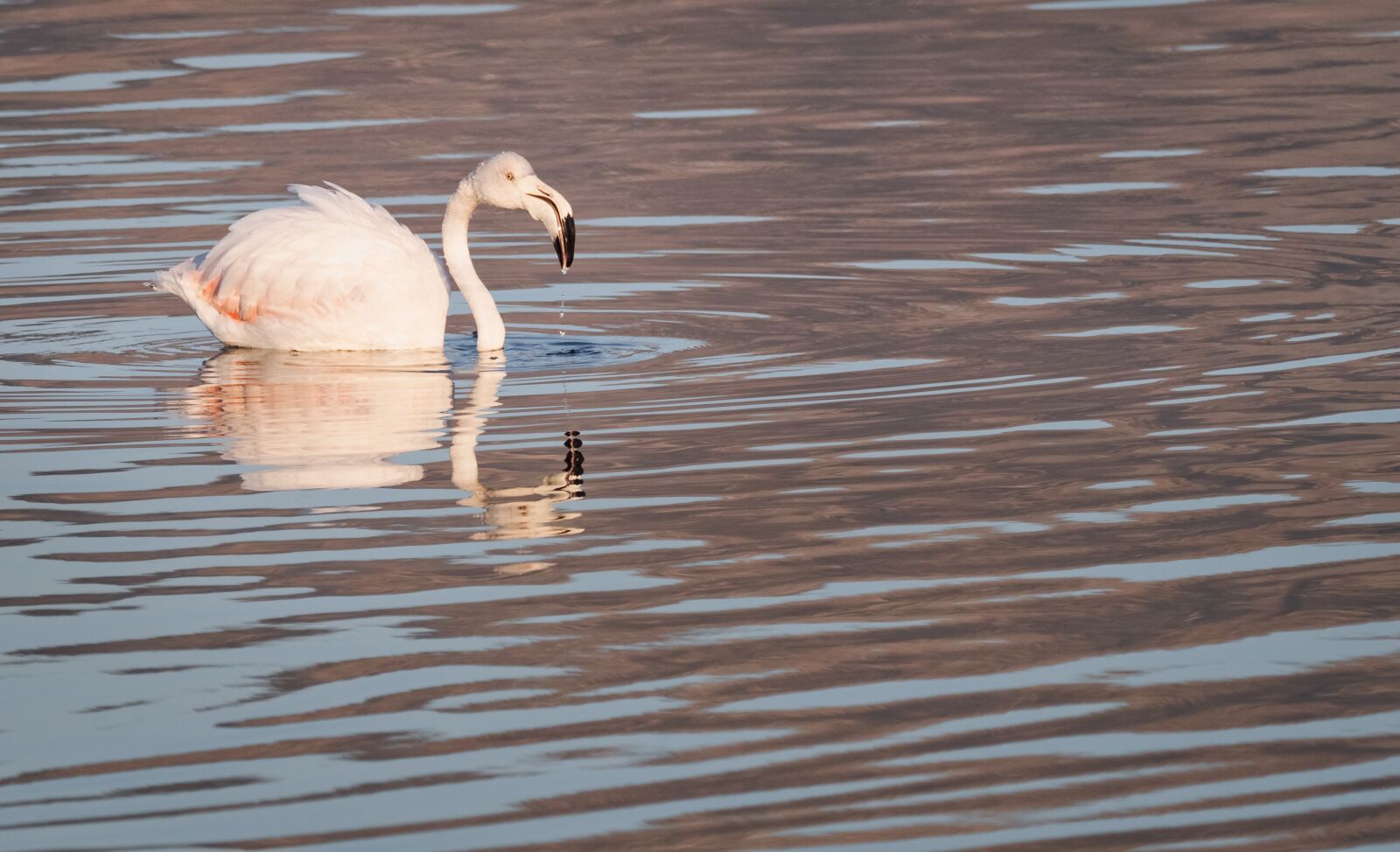 M.300mm F4.0 + MC-14 sample photo. Greater flamingo, flamingo, swan photography