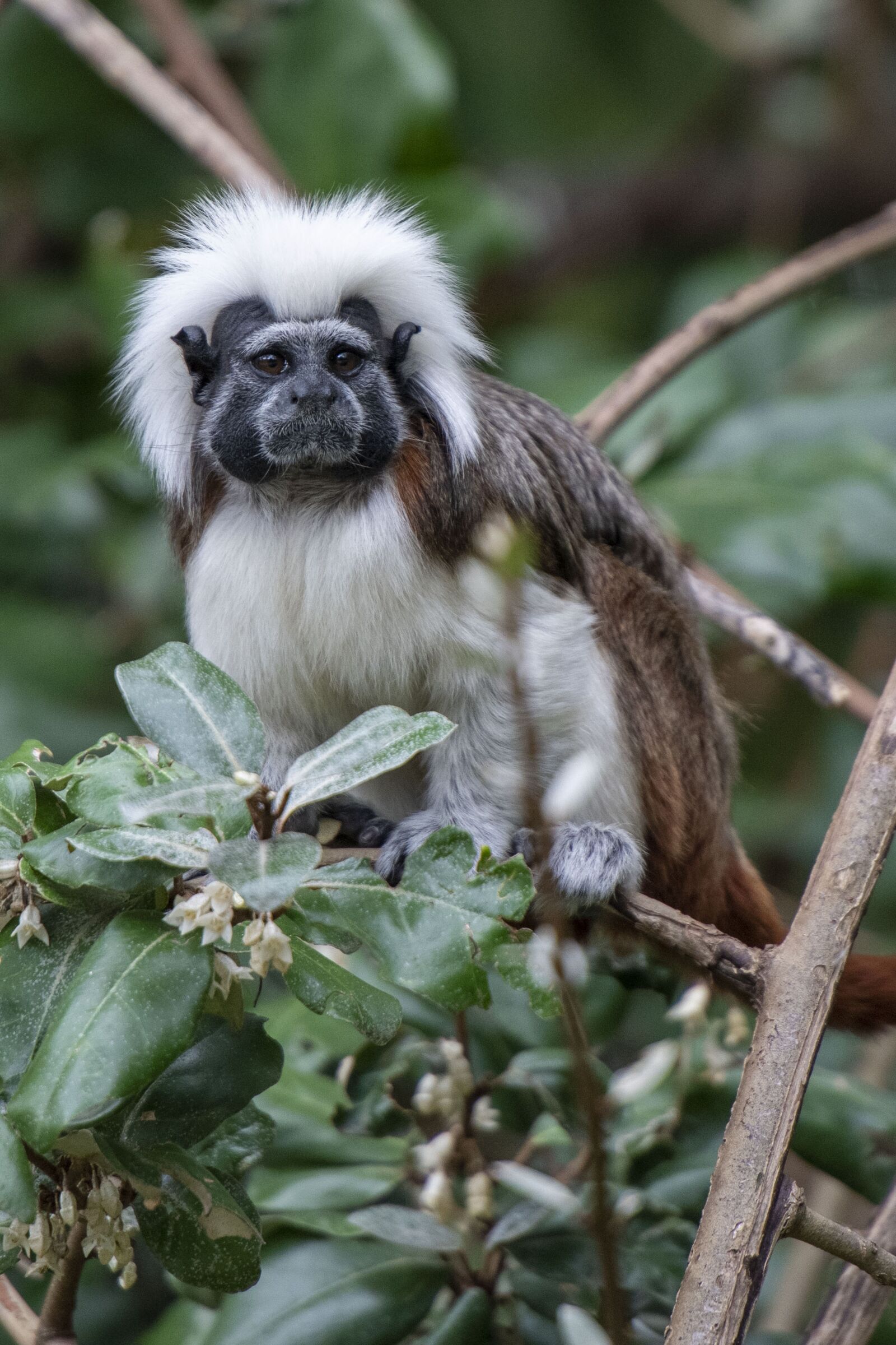 Nikon D850 sample photo. Pinché, primate, emperor tamarin photography