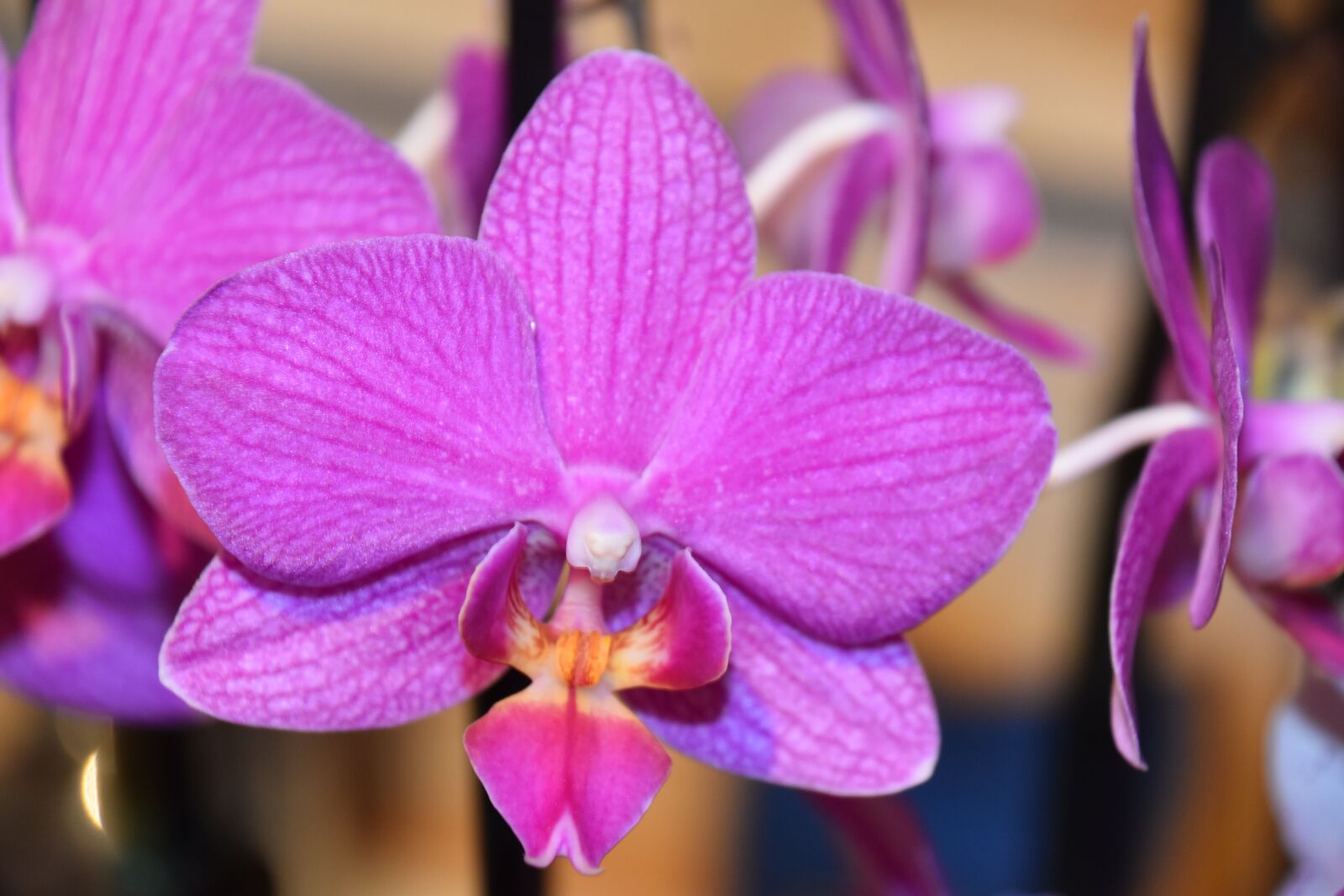 Nikon D5600 sample photo. Flower, nature, plant photography