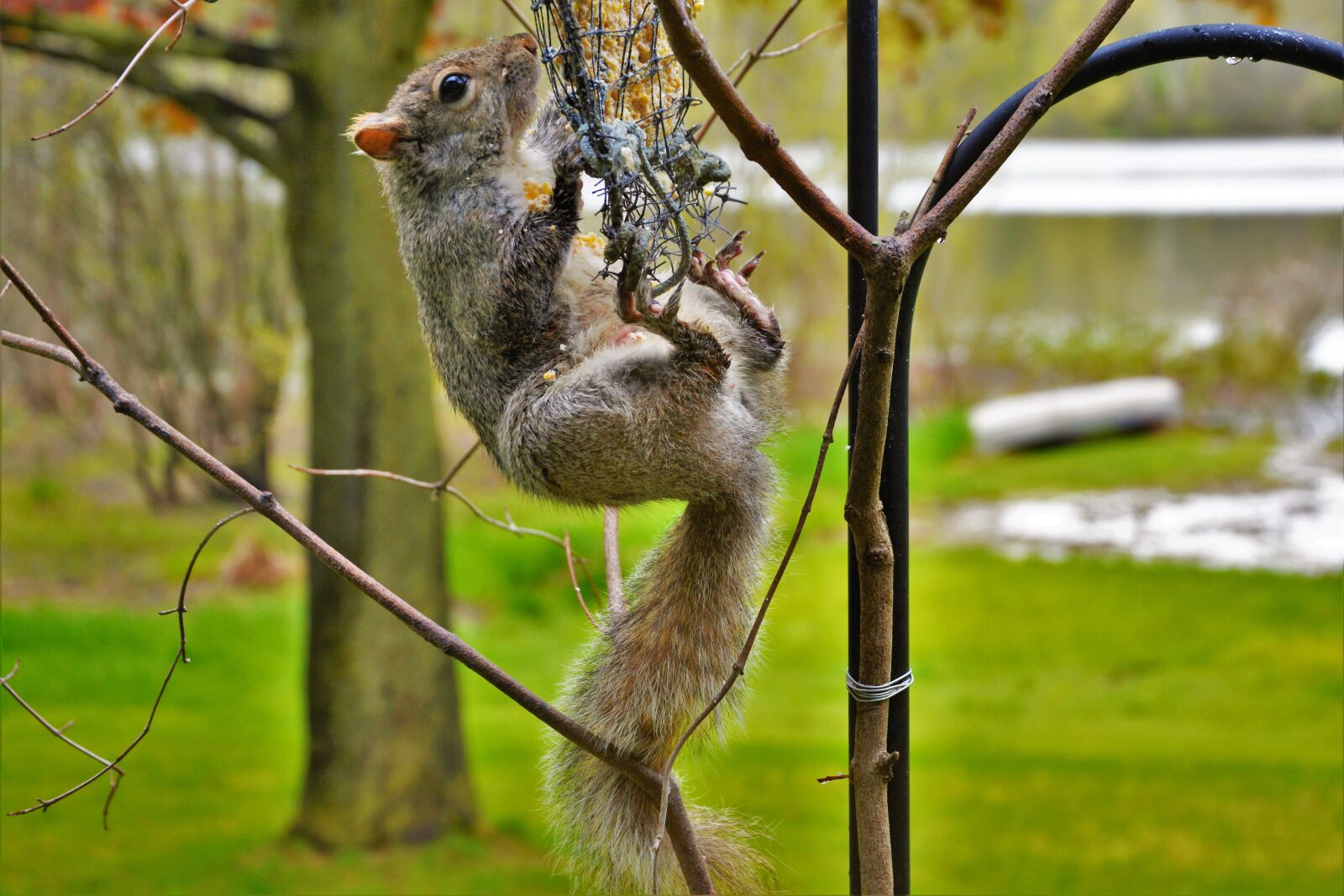 Nikon D7100 sample photo. Squirrel, female, belly view photography