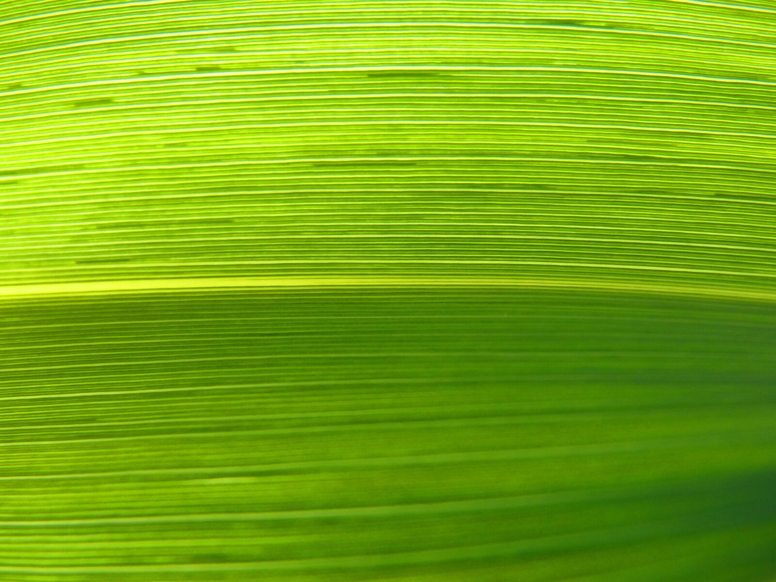 Panasonic DMC-FZ62 sample photo. Leaf, lines, abstract background photography