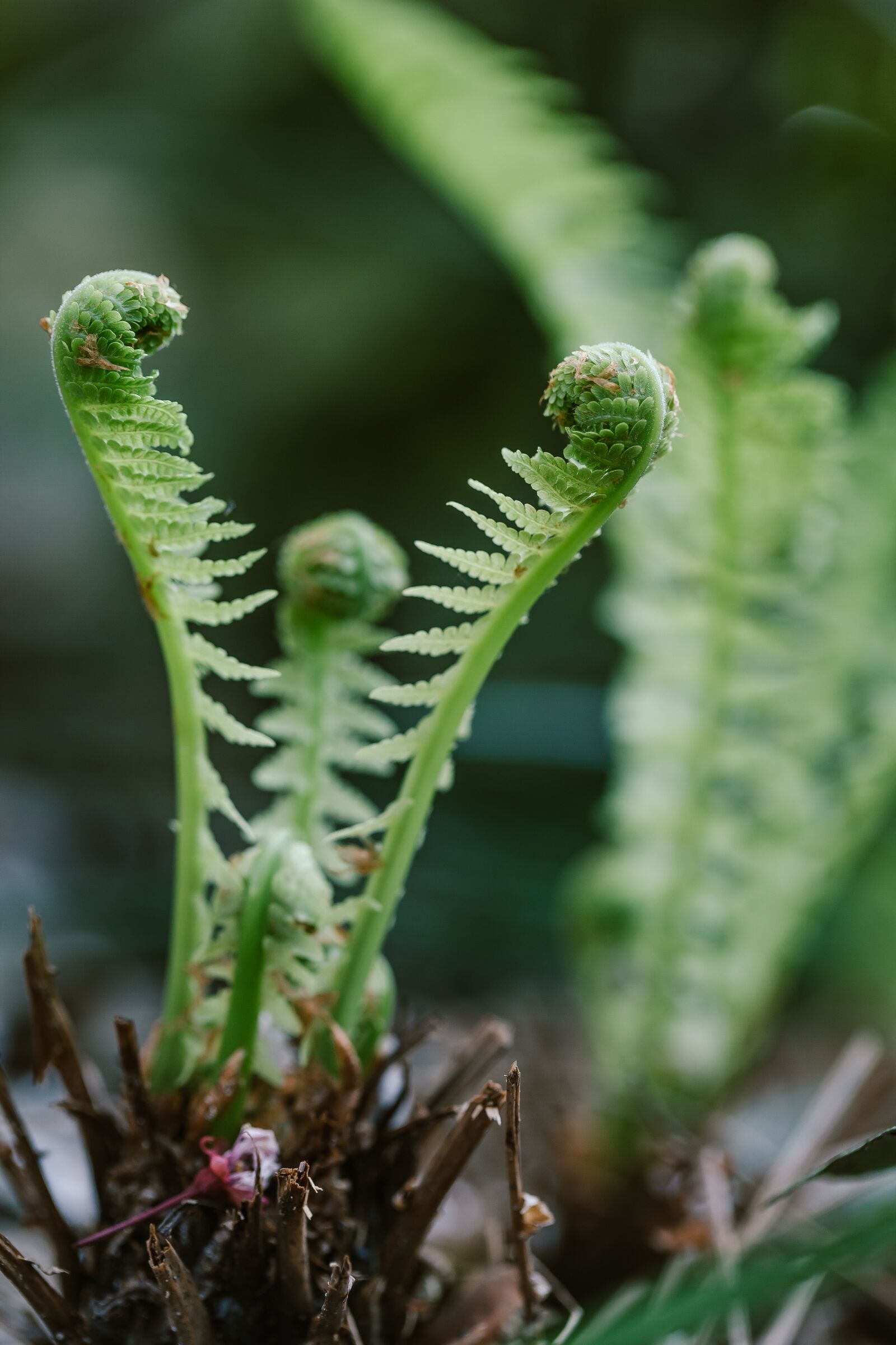 Canon EF 100mm F2.8L Macro IS USM sample photo. Fern, green, forest photography