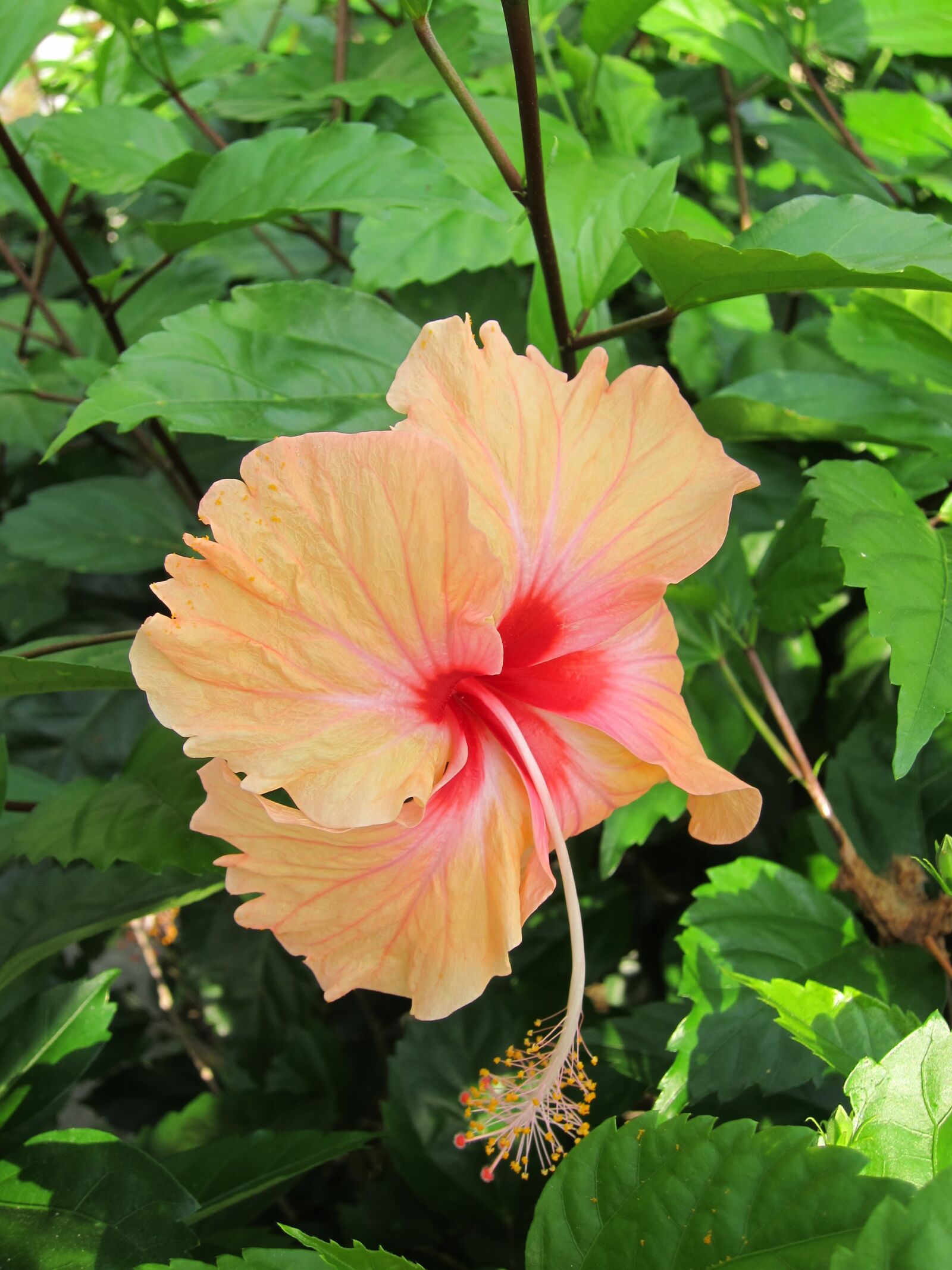 Canon PowerShot S95 sample photo. Hibiscus flower, pink, garden photography