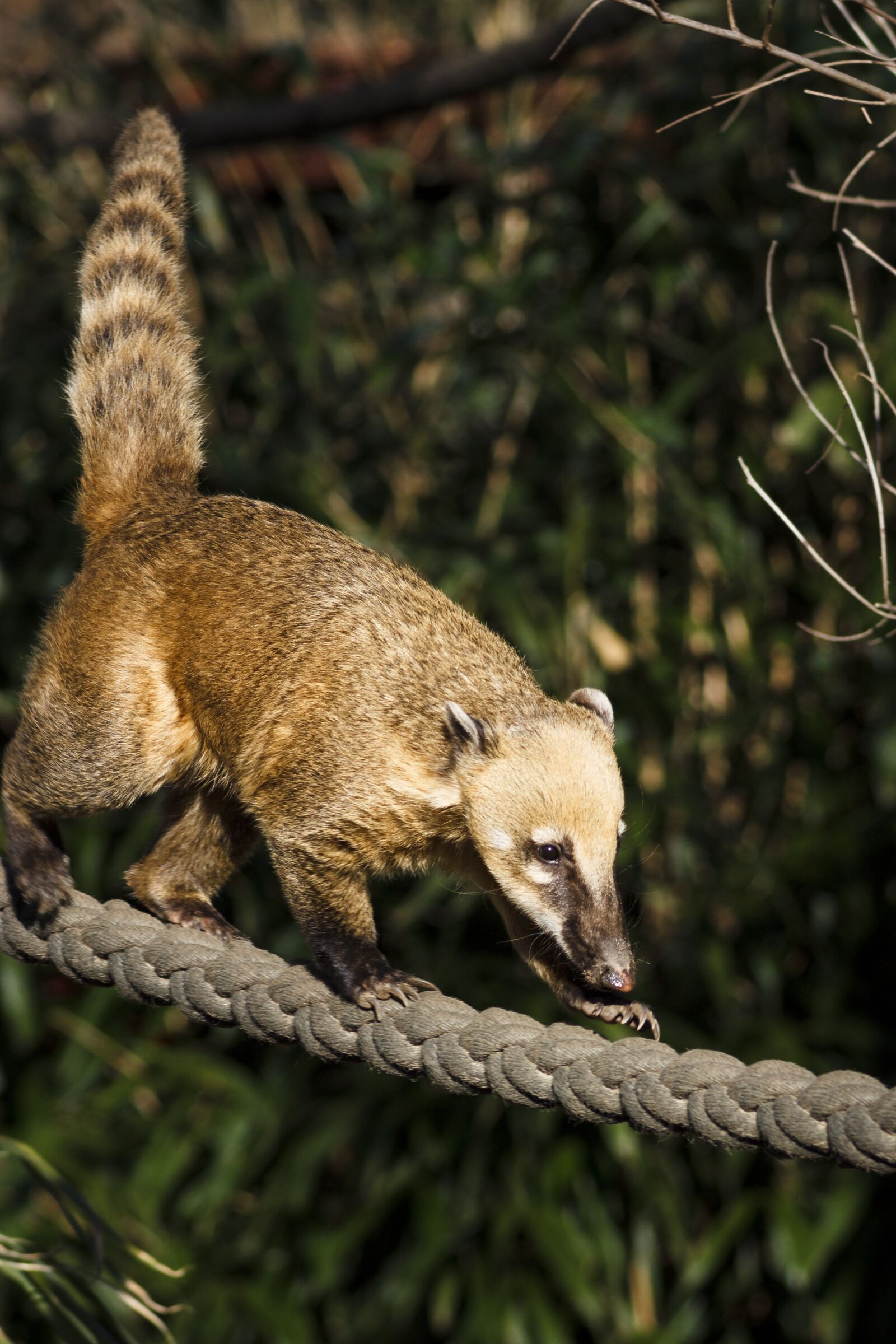 Canon EOS 1100D (EOS Rebel T3 / EOS Kiss X50) sample photo. Zoo, coati, animal photography