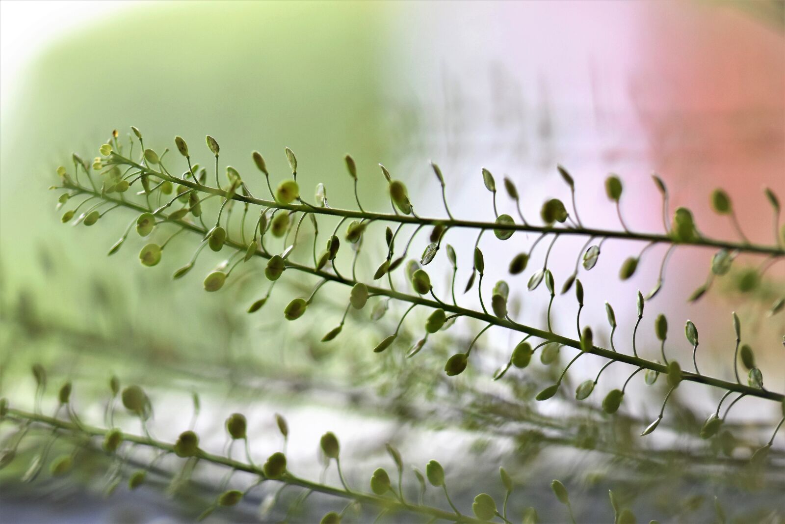 Nikon D5500 sample photo. Plant, green, leaves photography