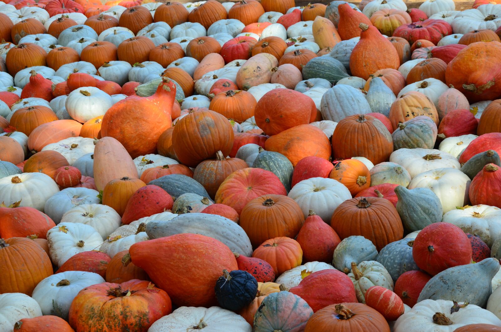 Nikon D5100 sample photo. Pumpkin, orange, white photography
