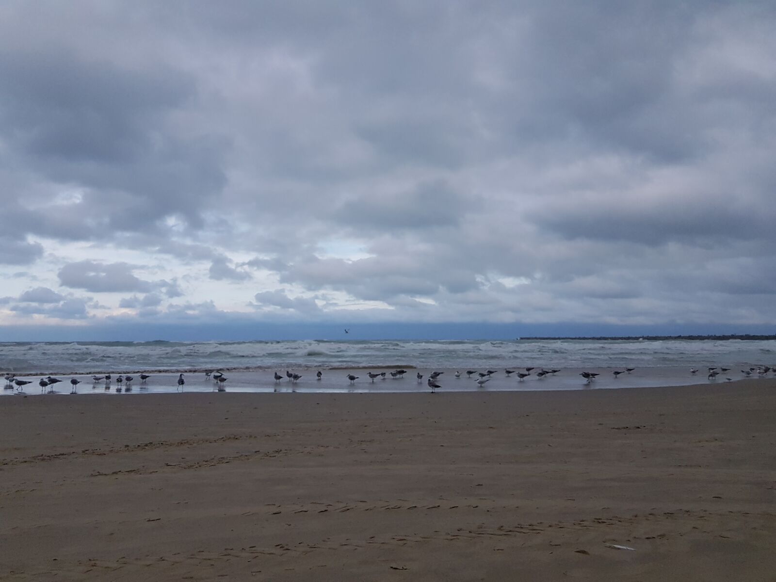 Samsung Galaxy S8 sample photo. Beach, fauna, seagulls photography