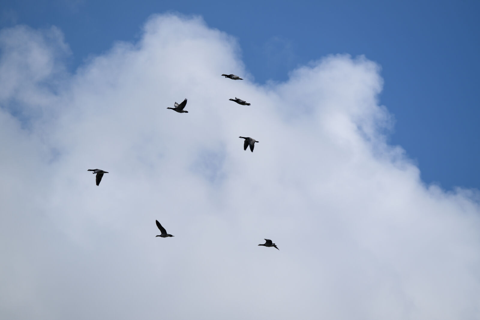 Nikon Z8 sample photo. Birds of sky photography