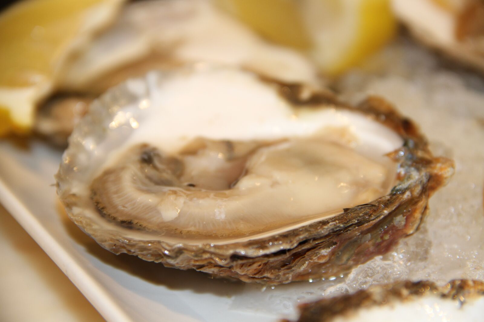 Canon EOS 7D sample photo. Oyster, oysters, seafood photography