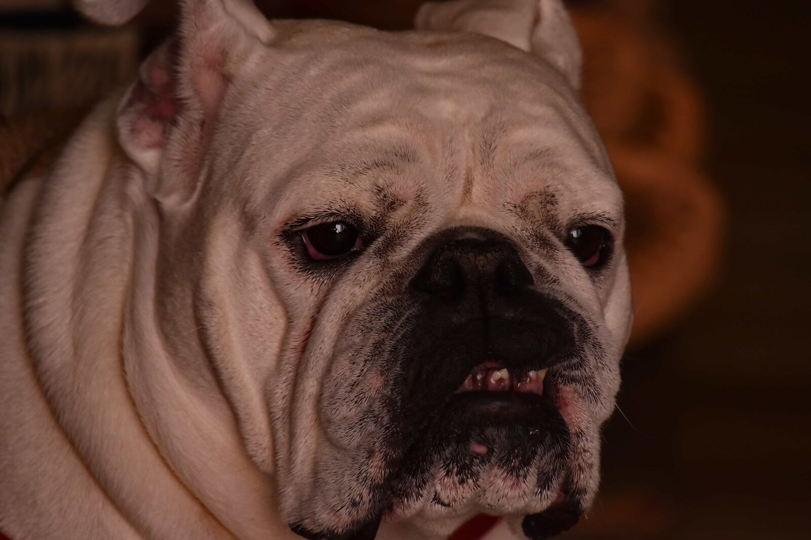 Nikon D5500 sample photo. Pedigree, breed, dog, purebred photography