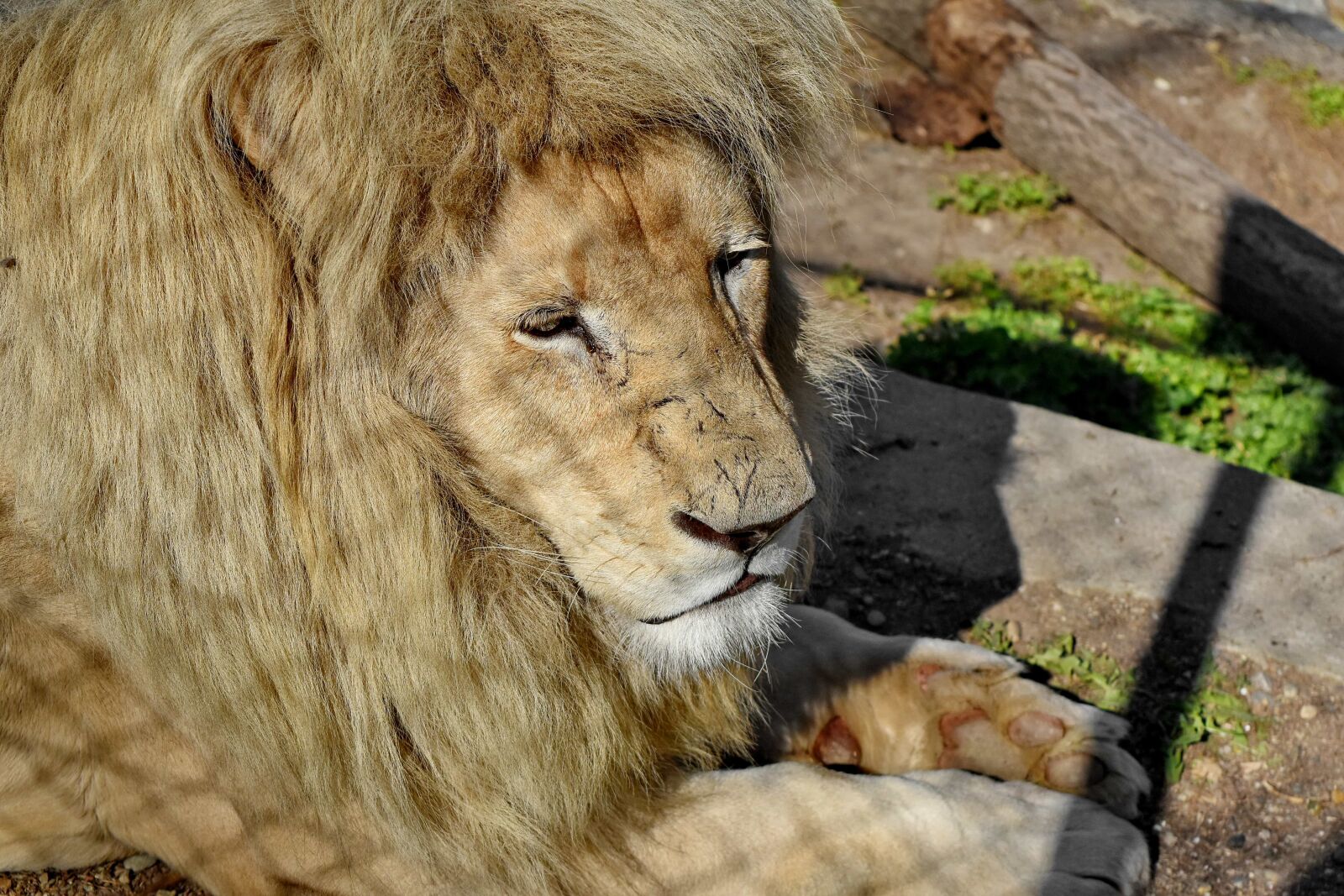 Nikon D5500 sample photo. Head, lion, safari, carnivore photography