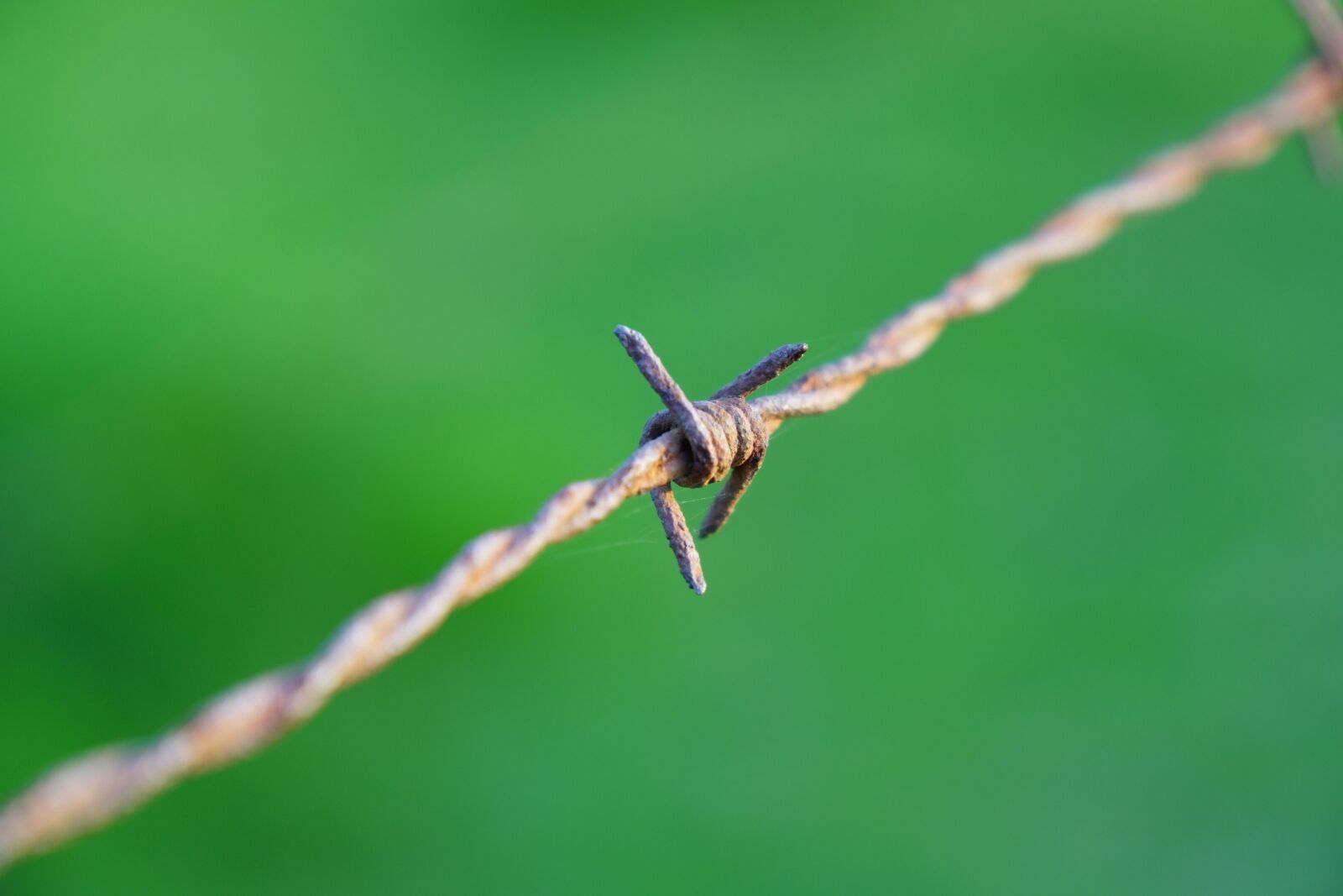 Sony a6300 + Sony Vario-Tessar T* E 16-70mm F4 ZA OSS sample photo. Barbed wire, meadow, green photography