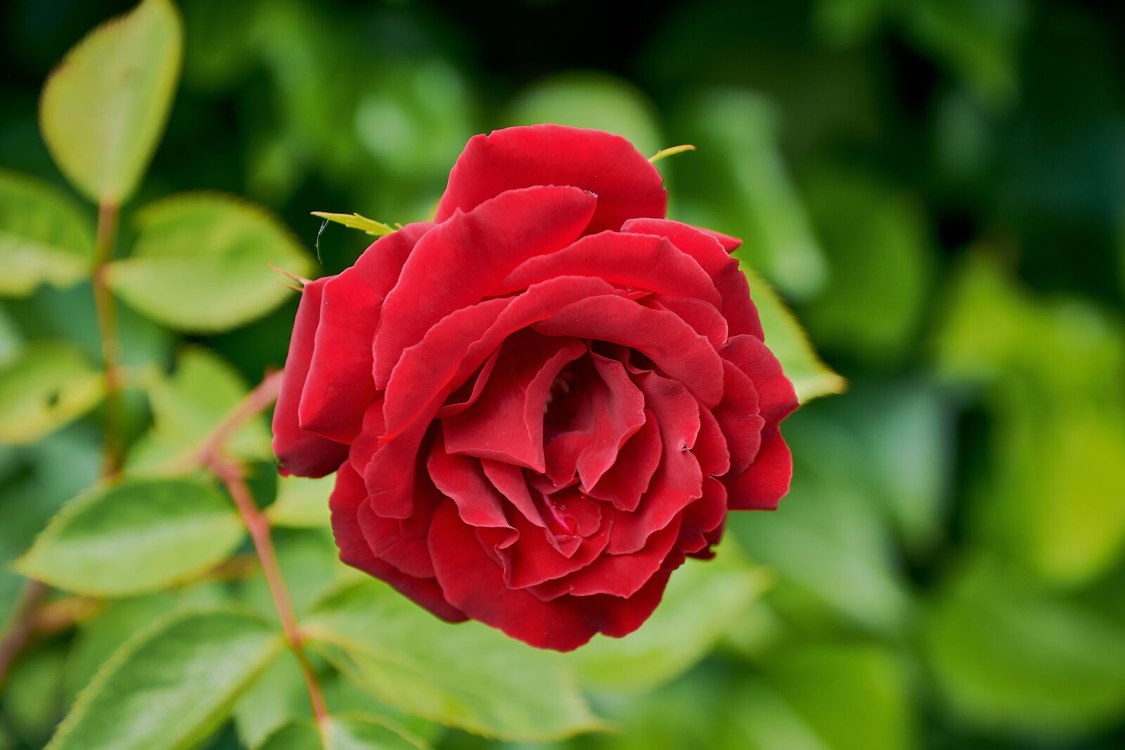 Nikon D7200 sample photo. Rosa, red, roses photography