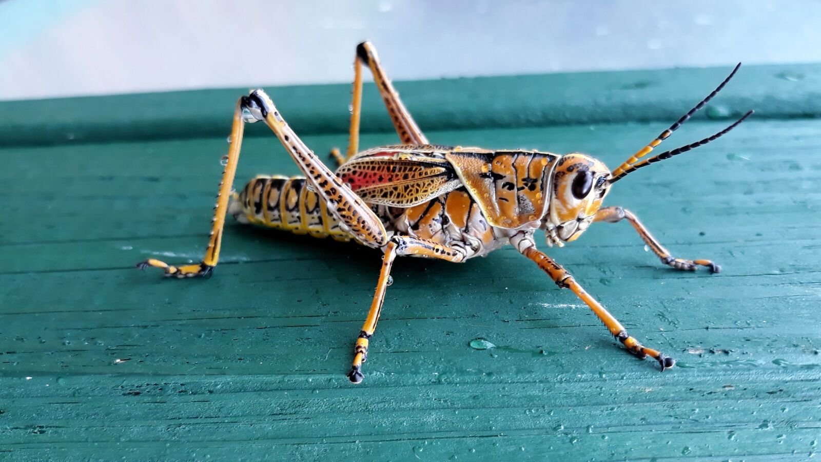 Samsung Galaxy J5 sample photo. Animals, florida, nature photography