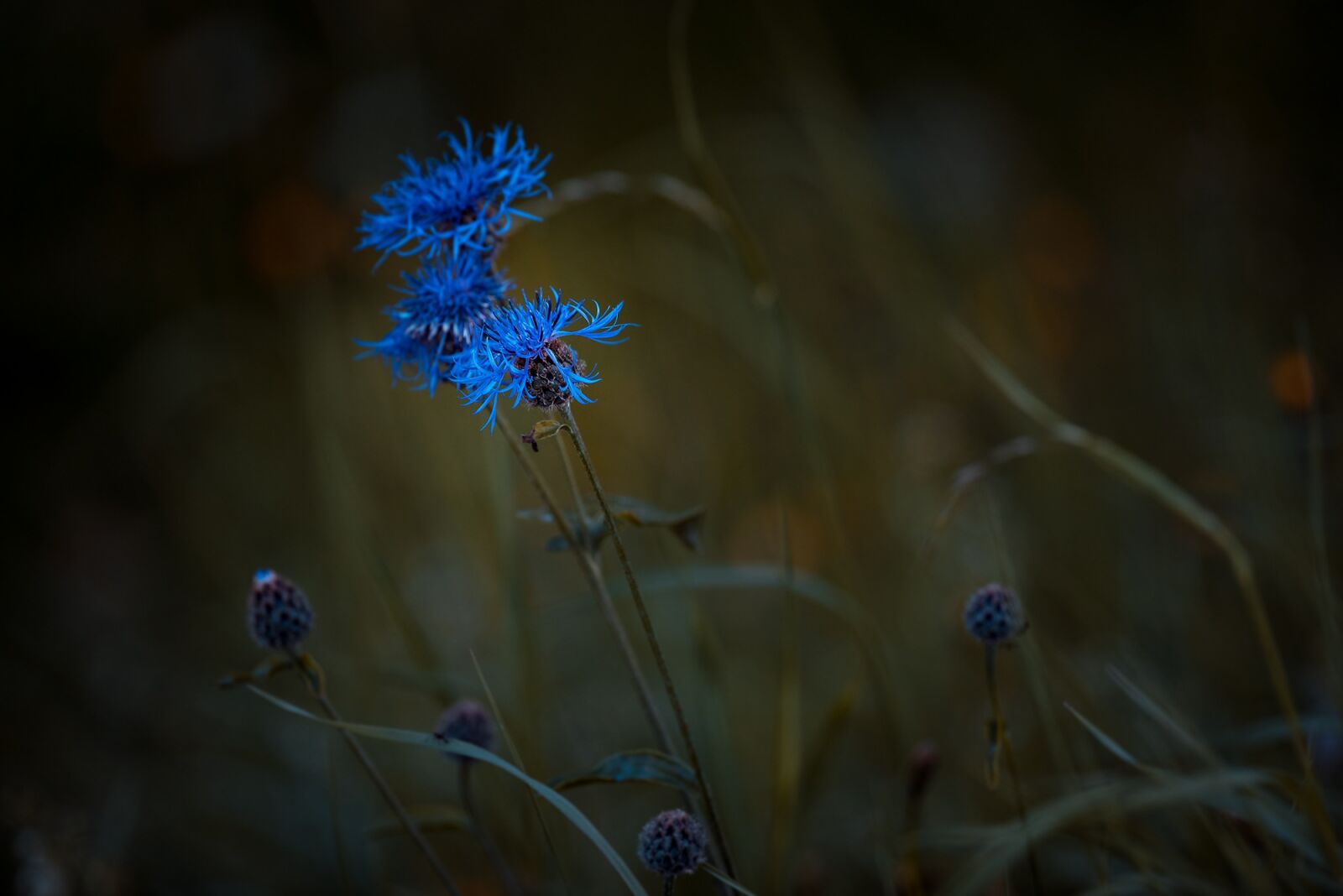 Nikon D750 sample photo. Bluets, wigs malvaceae, plant photography