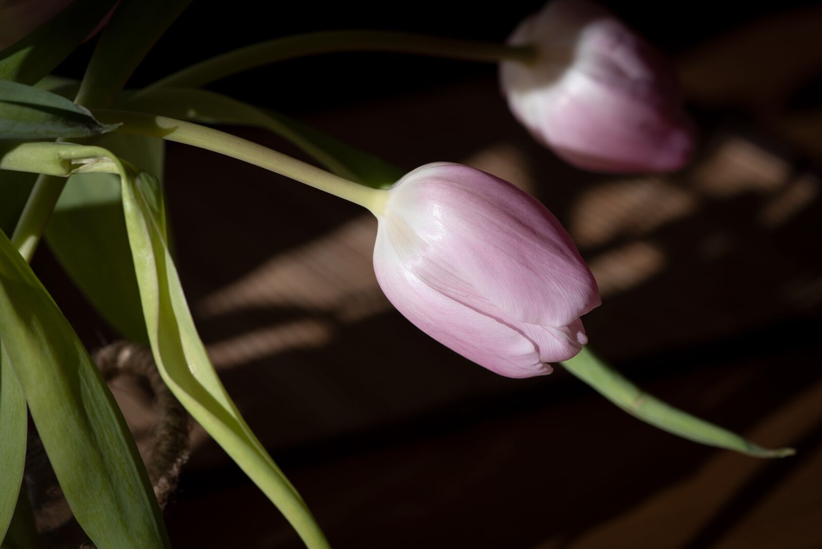 Nikon D750 sample photo. Tulip, pink, blossom photography