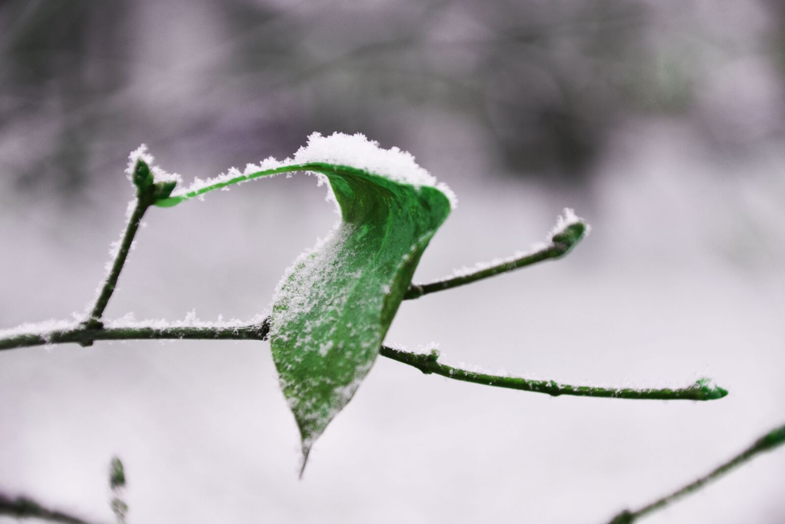 Nikon D3400 sample photo. Nature, outdoors, leaf photography