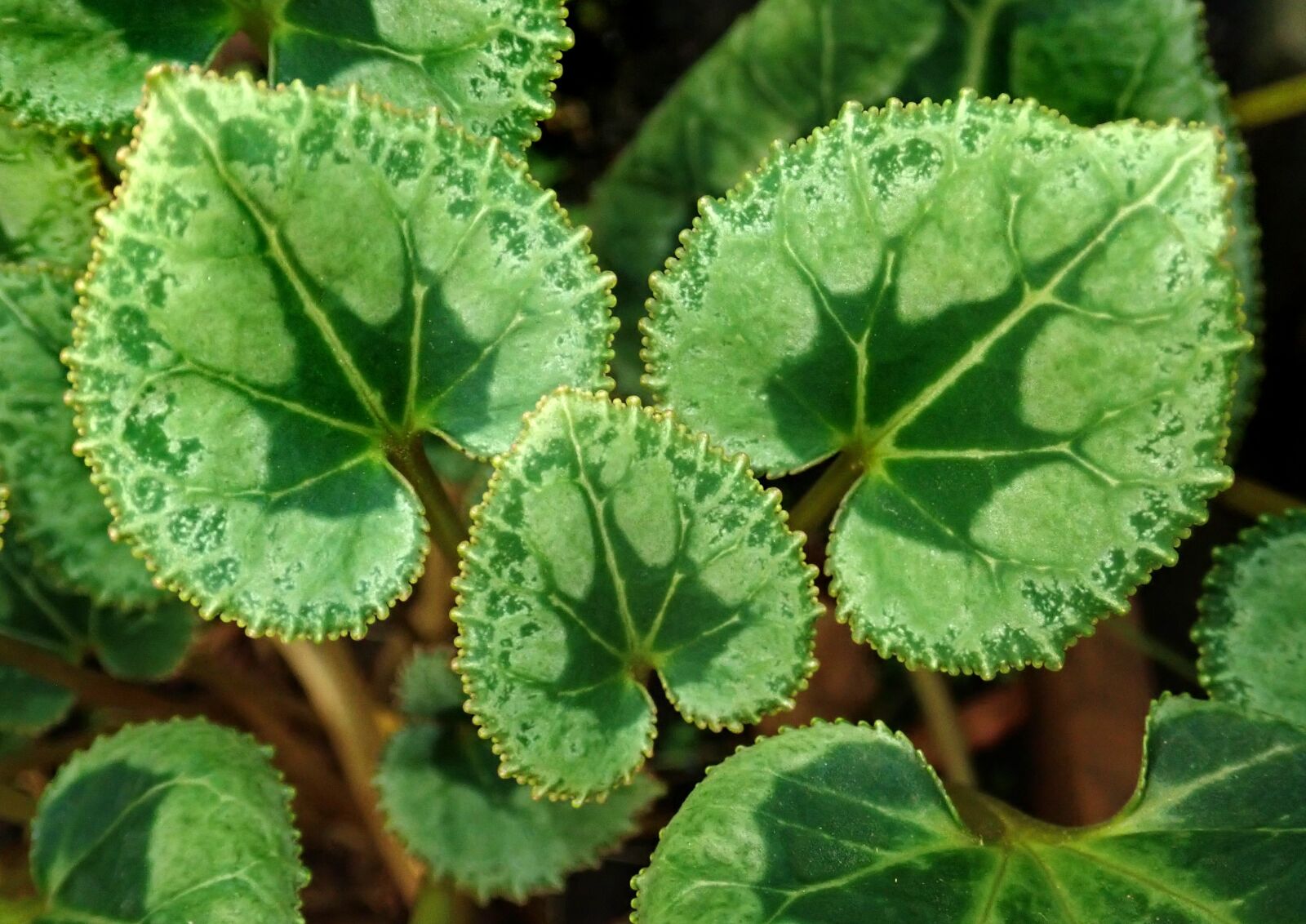 Olympus TG-5 sample photo. Leaves, cyclamen, plant photography