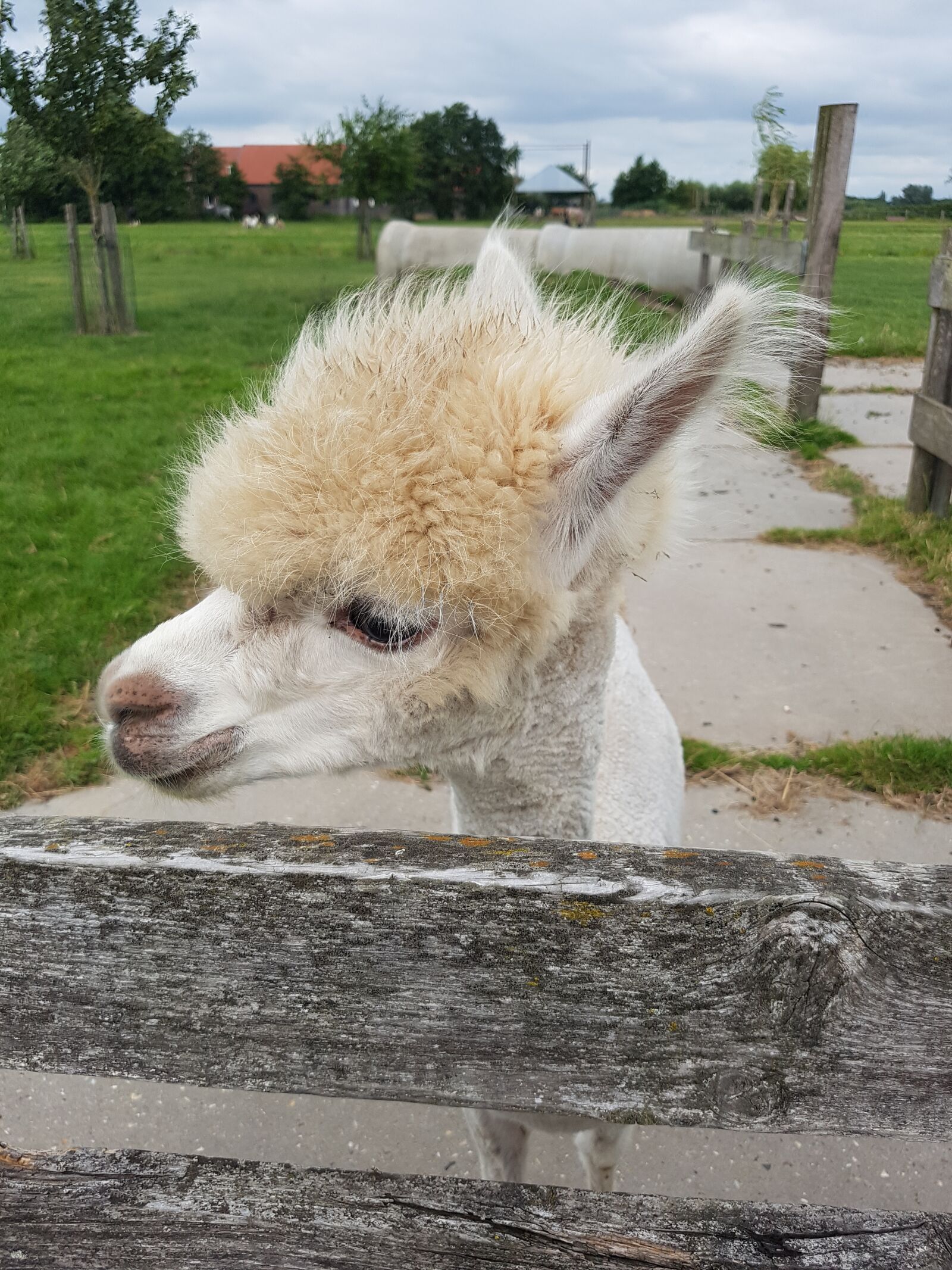 Samsung Galaxy S7 Edge sample photo. Alpaca, vicugna pacos, pako photography