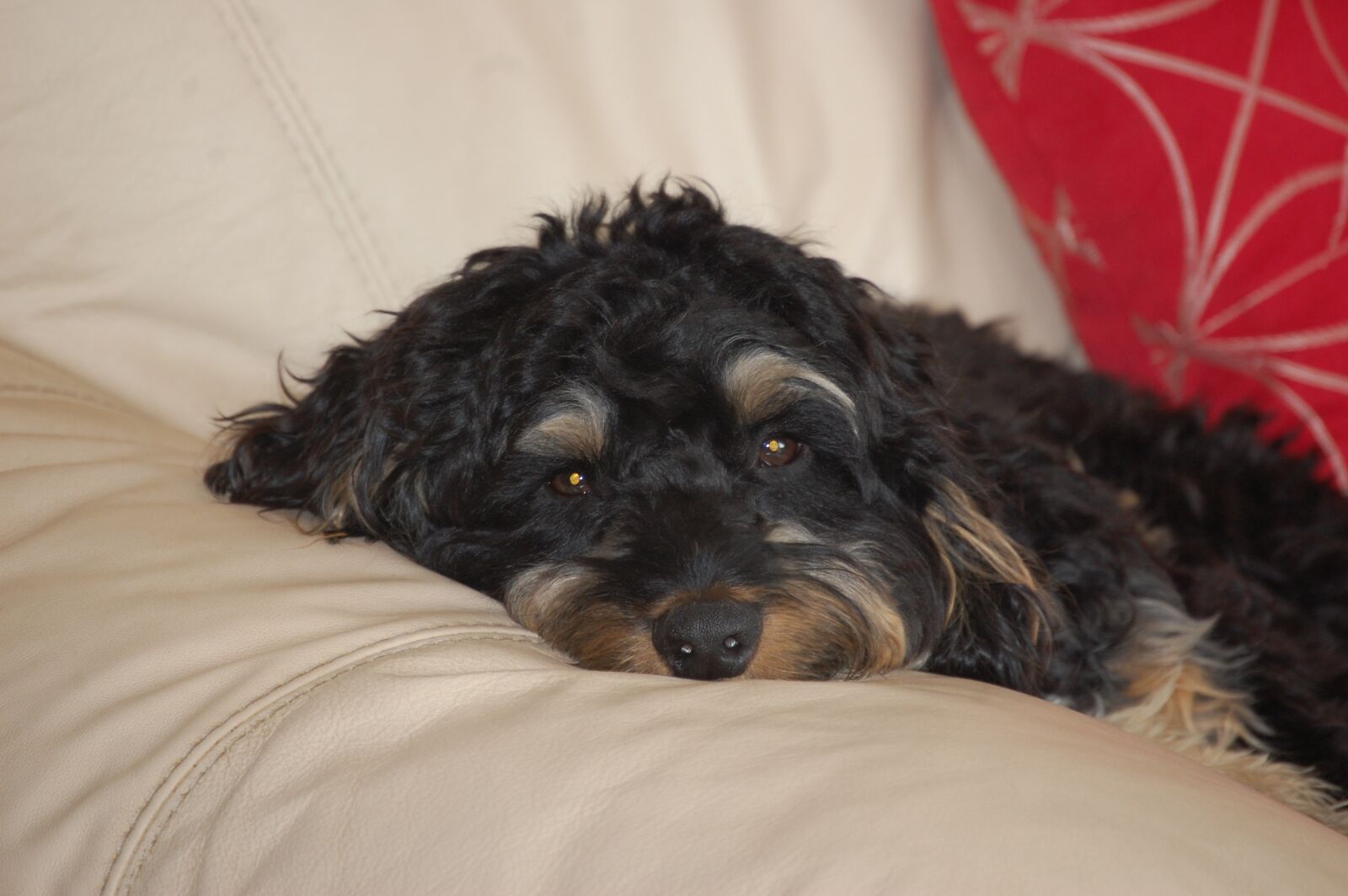 Nikon D40 sample photo. Sproodle, puppy, dog photography
