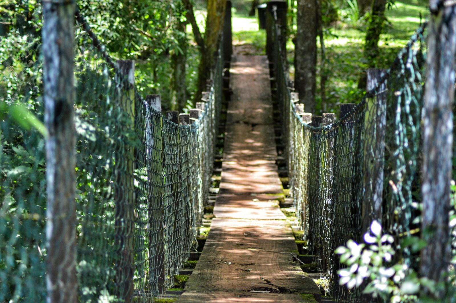 Nikon D3200 sample photo. Nature, bridge, trees photography