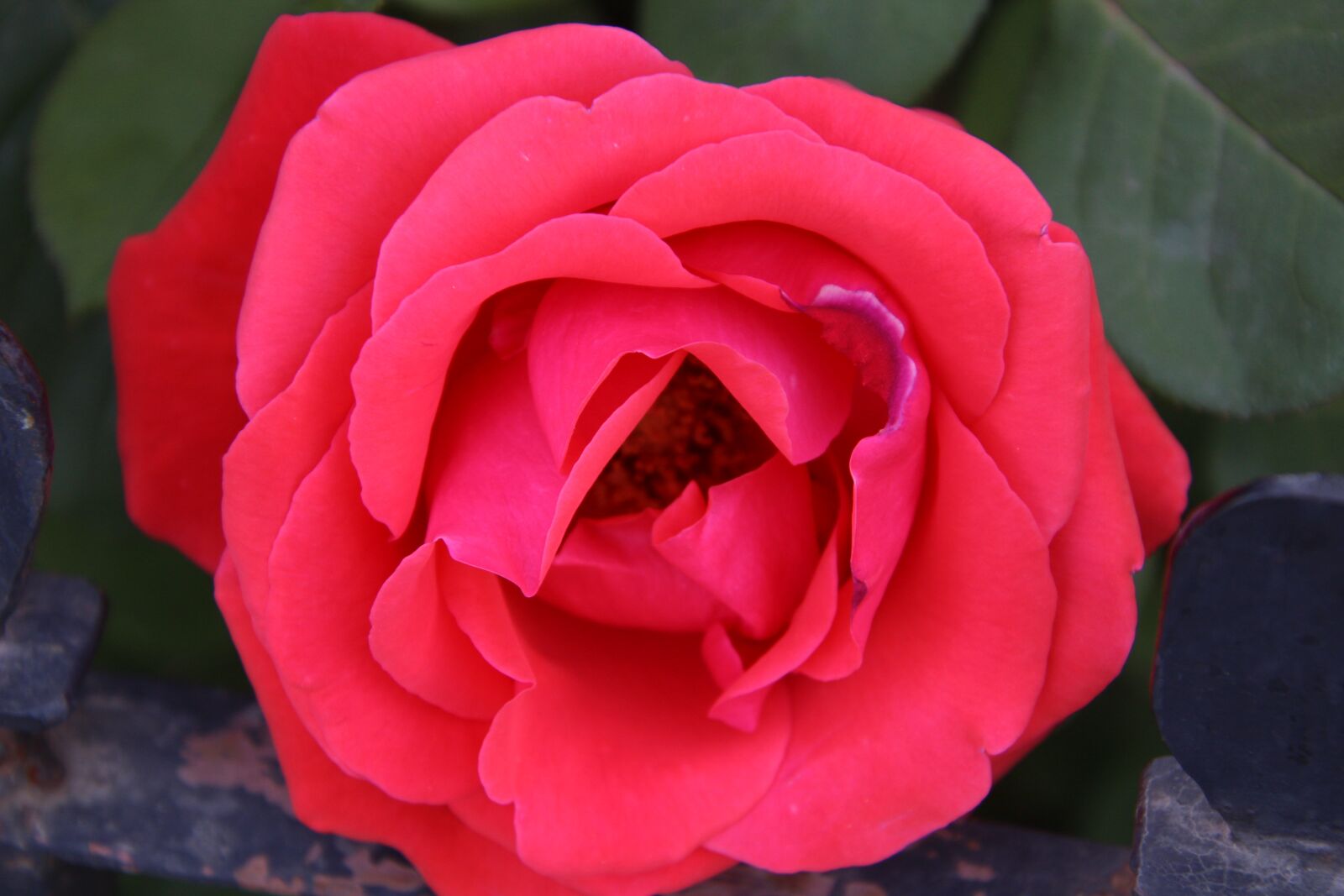 Canon EOS 600D (Rebel EOS T3i / EOS Kiss X5) sample photo. Rose, red rose, flower photography