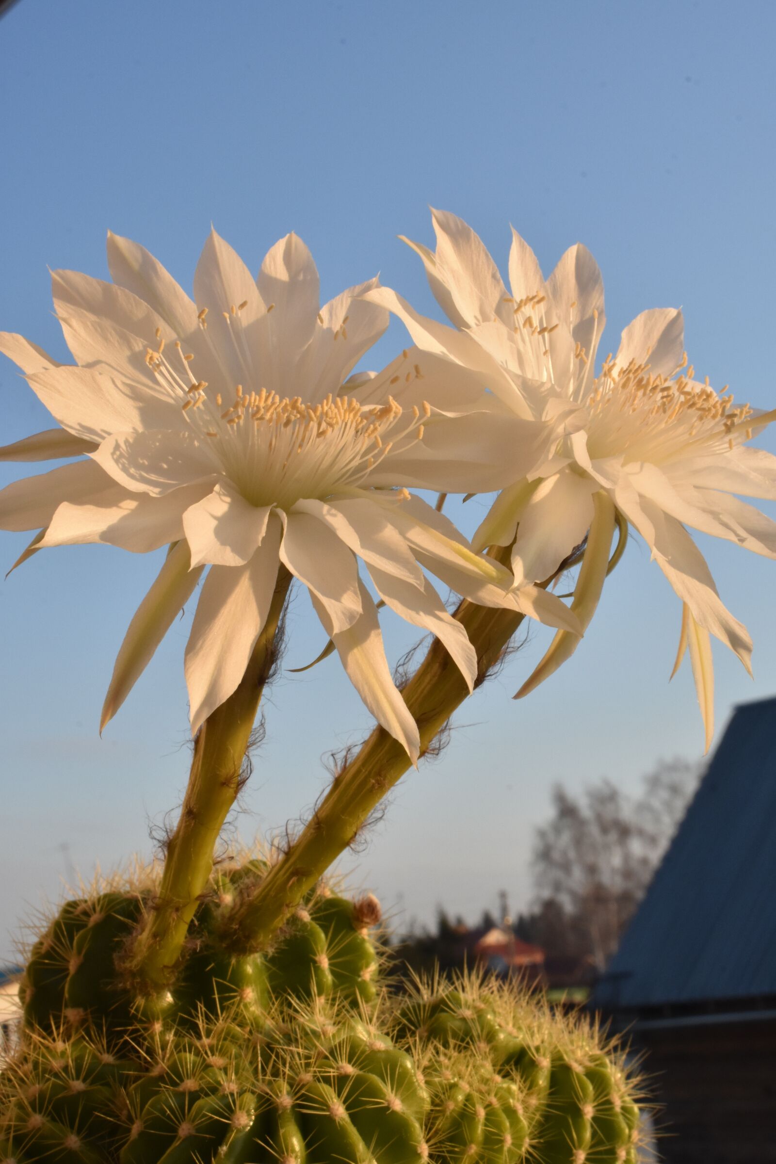 Nikon D3400 sample photo. Cactus, bloom, flowers photography